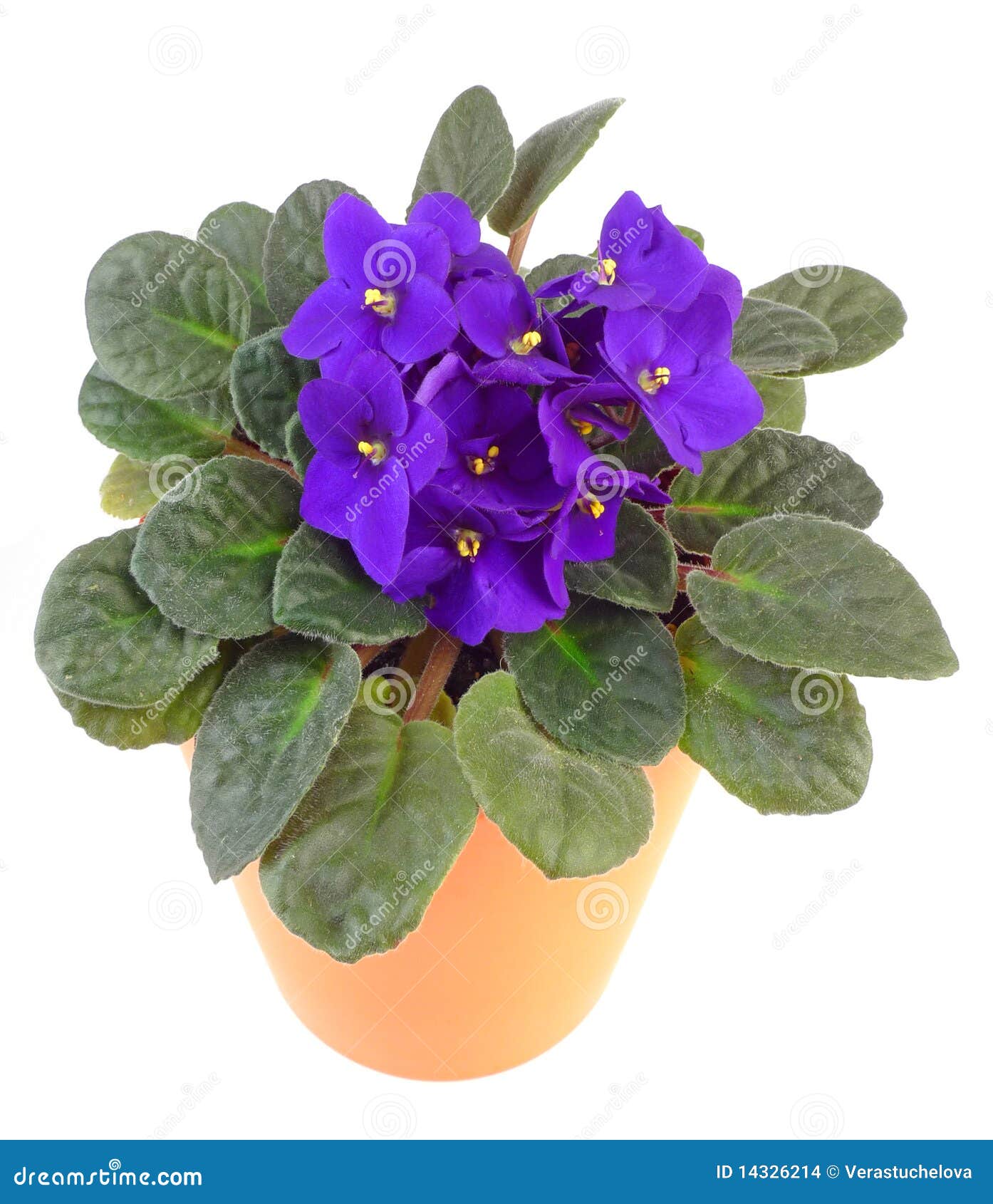 african violet in flowerpot