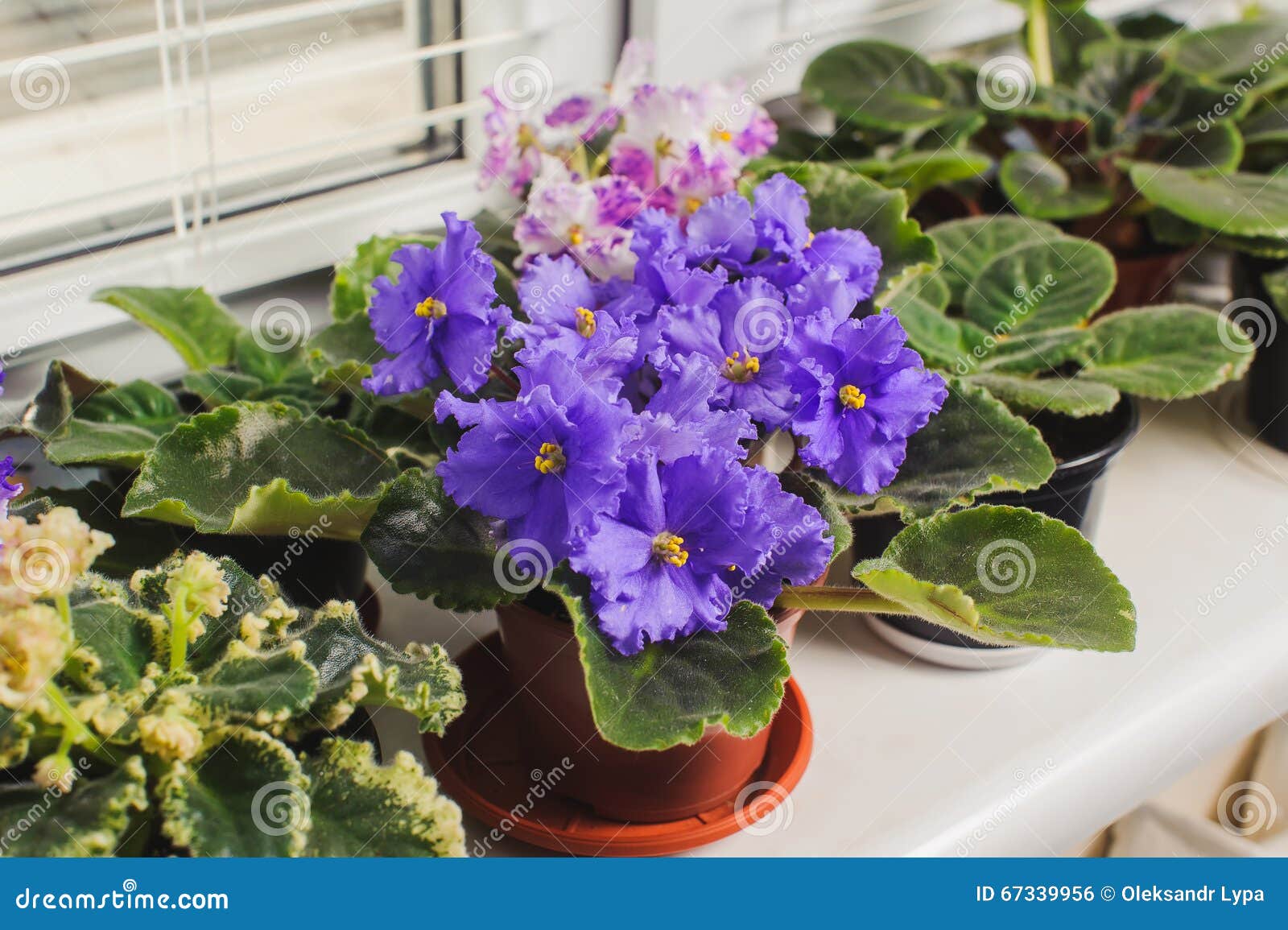 african violet, saintpaulia flower on window sill