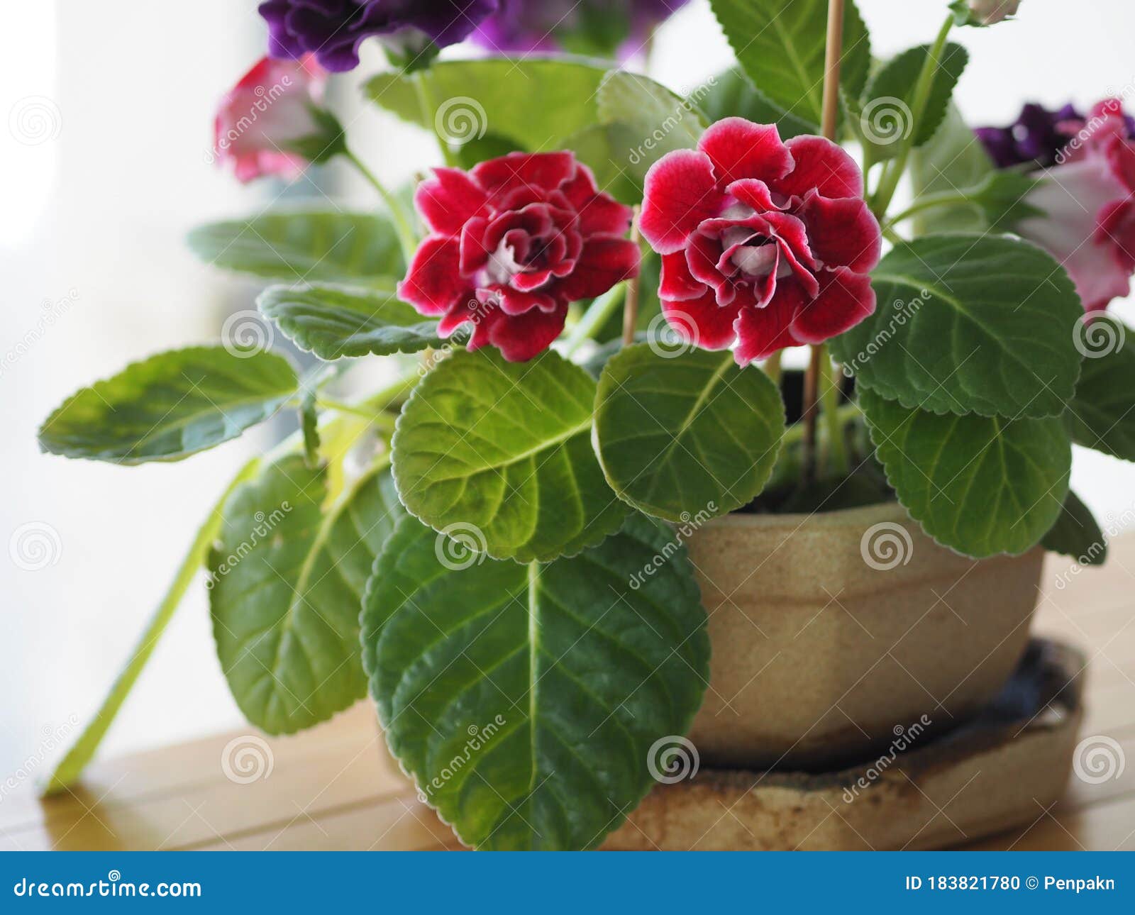 African Violet Saintpaulias Gesneriaceac Dark Pink and Red Flower Blooming  in Brown Color Clay Pot Blurred of Background Stock Photo - Image of african,  freshness: 183821780