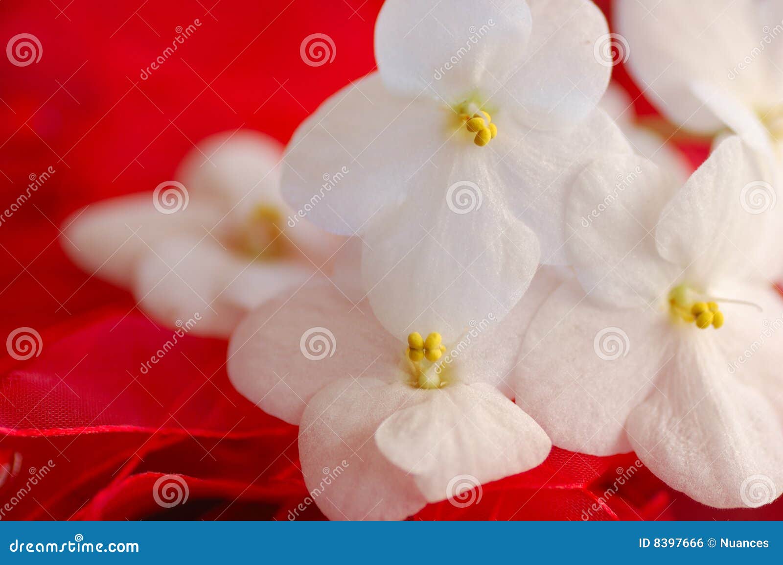 African Violets on Red stock photo. Image of pollen, passion 8397666