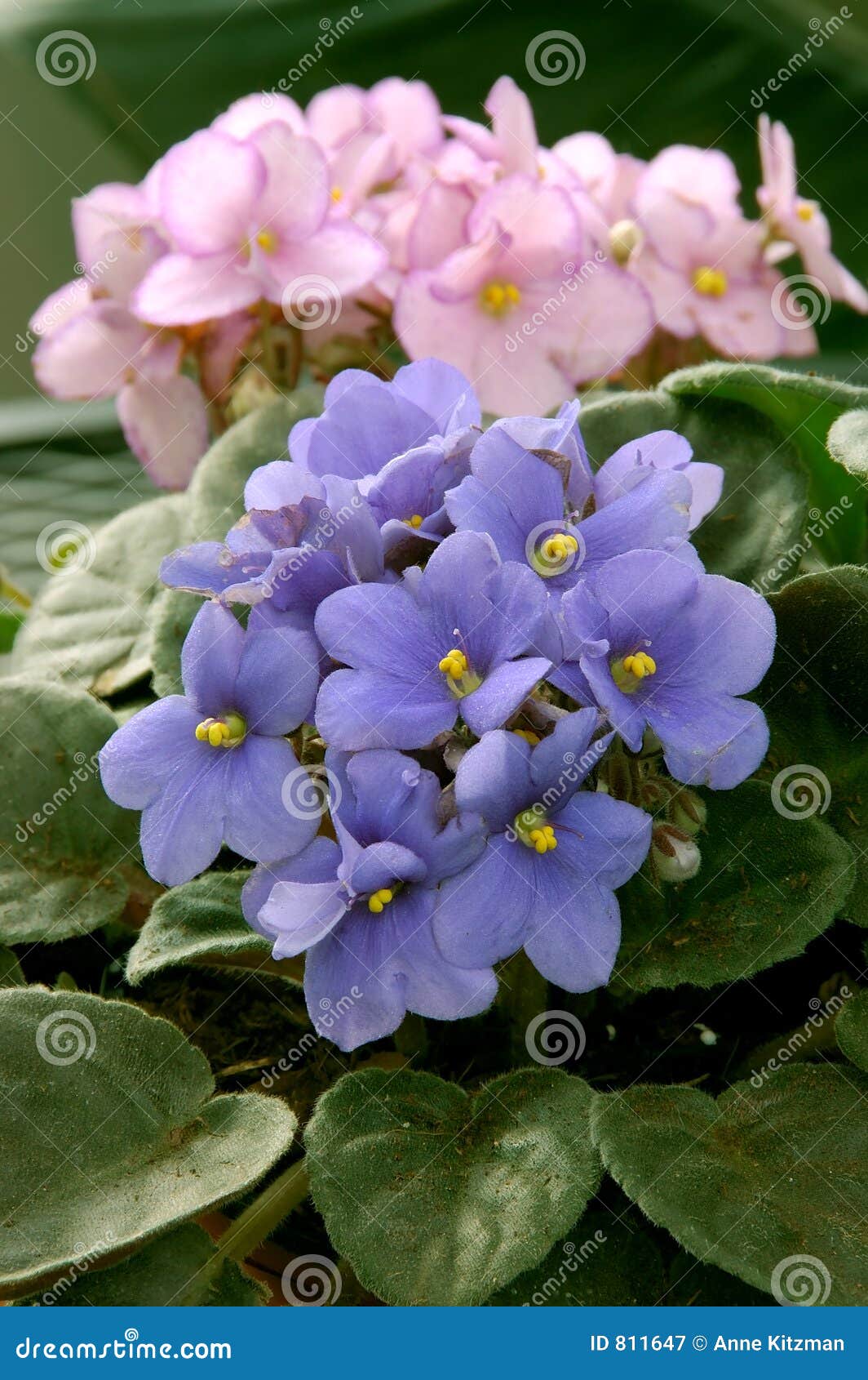 African violet sale chimera