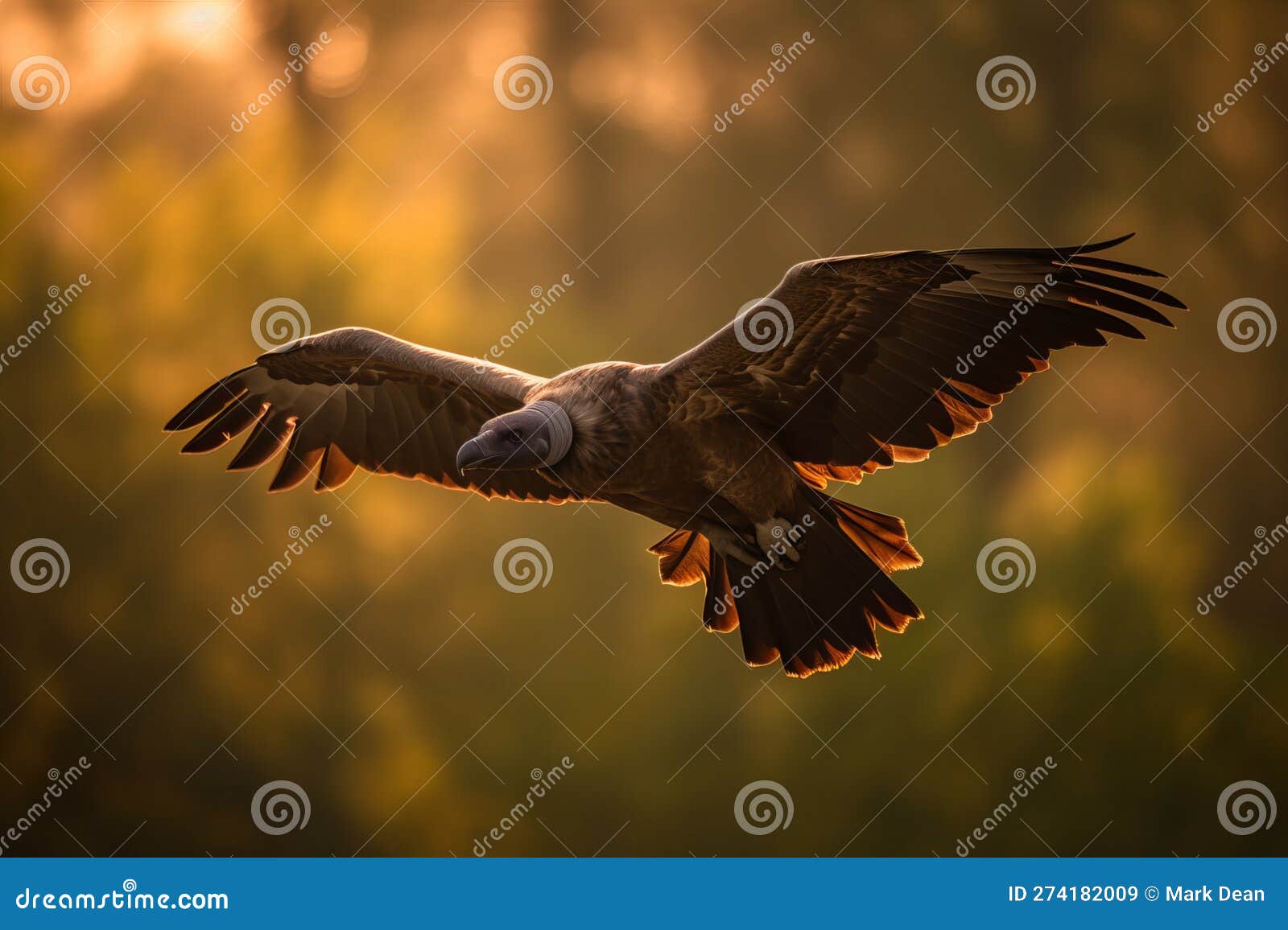 NETN Species Spotlight - Turkey and Black Vultures (U.S. National Park  Service), image size:1600x1156