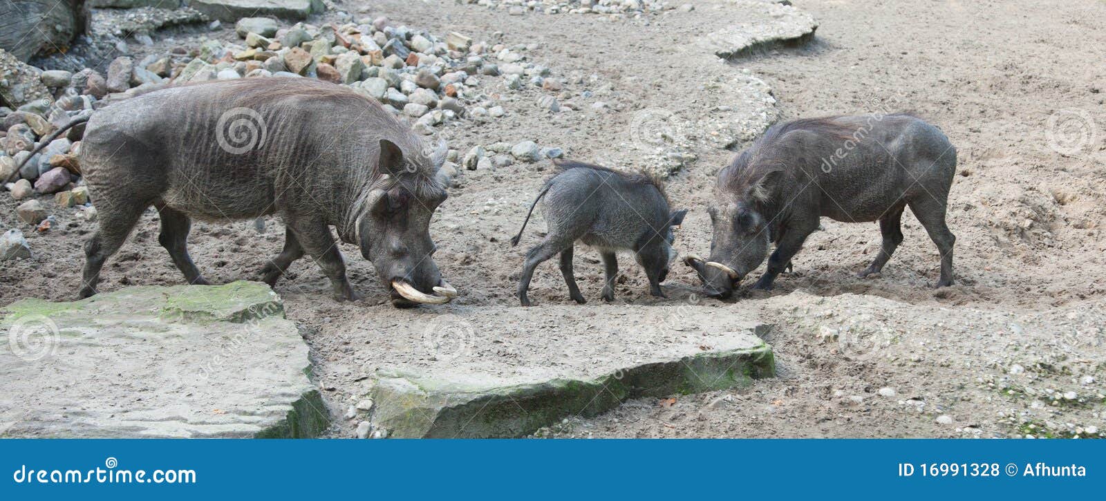 African warthog in nature stock photo. Image of piggy - 16991328