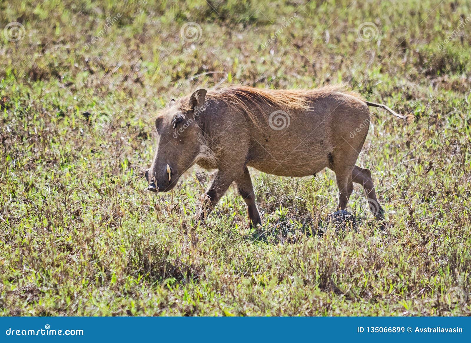 Download African Warthog. Svinoobraznoe Animals Of The African Stock Image - Image of green, mammal ...