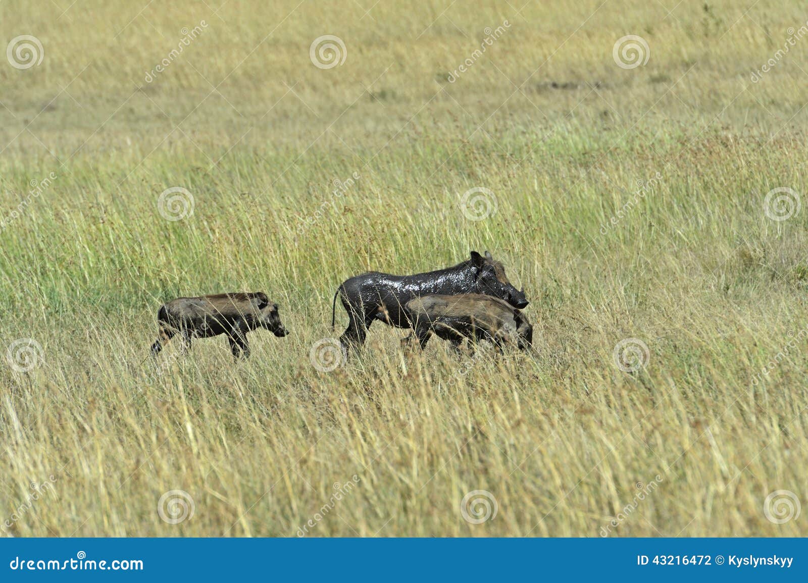 African warthog stock photo. Image of boar, natural, mammals - 43216472