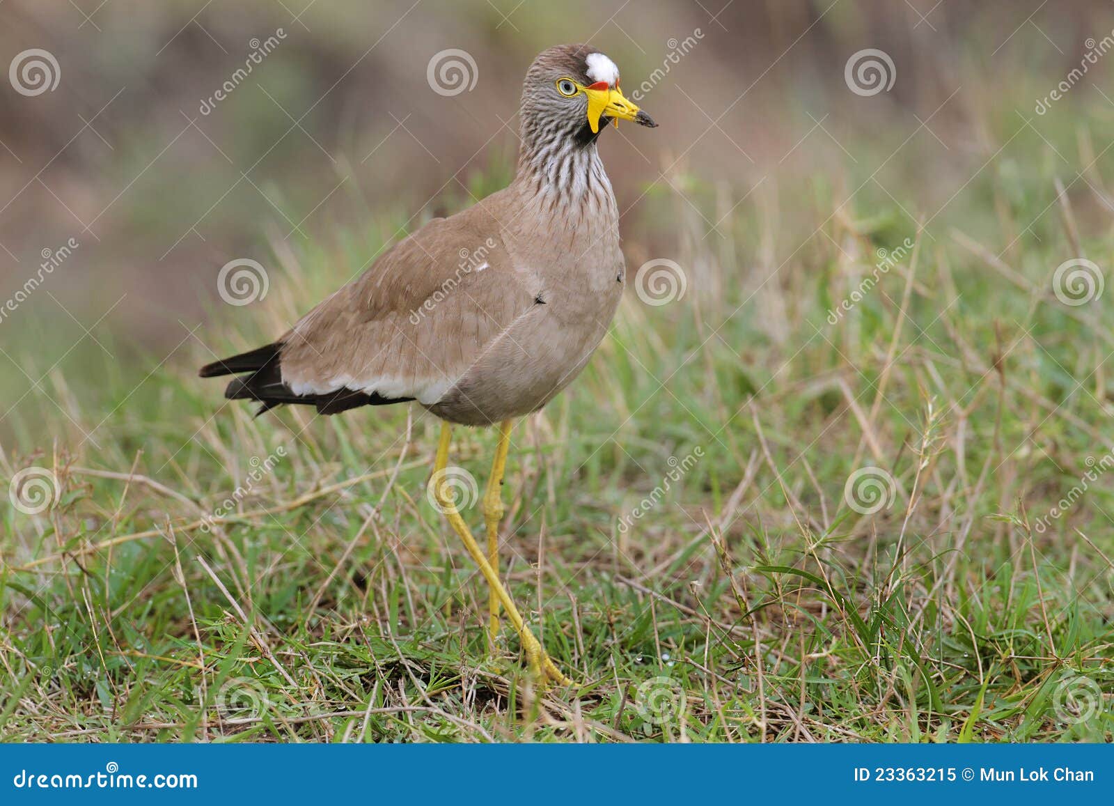 African Wattled Plover living in Masai Mara, Kenya Africa