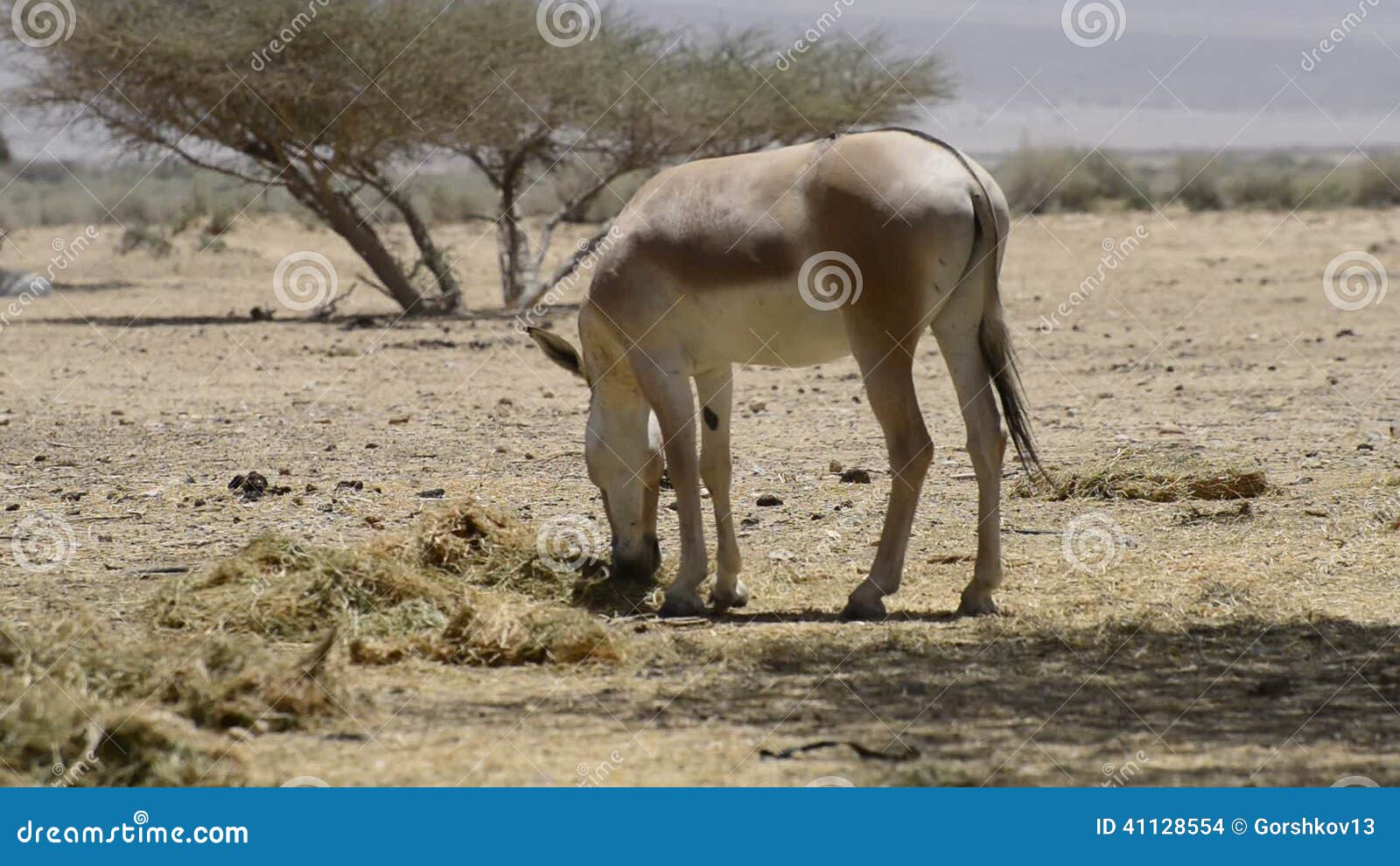 Onager In Israeli Nature Reserve Stock Footage Video Of Area Region