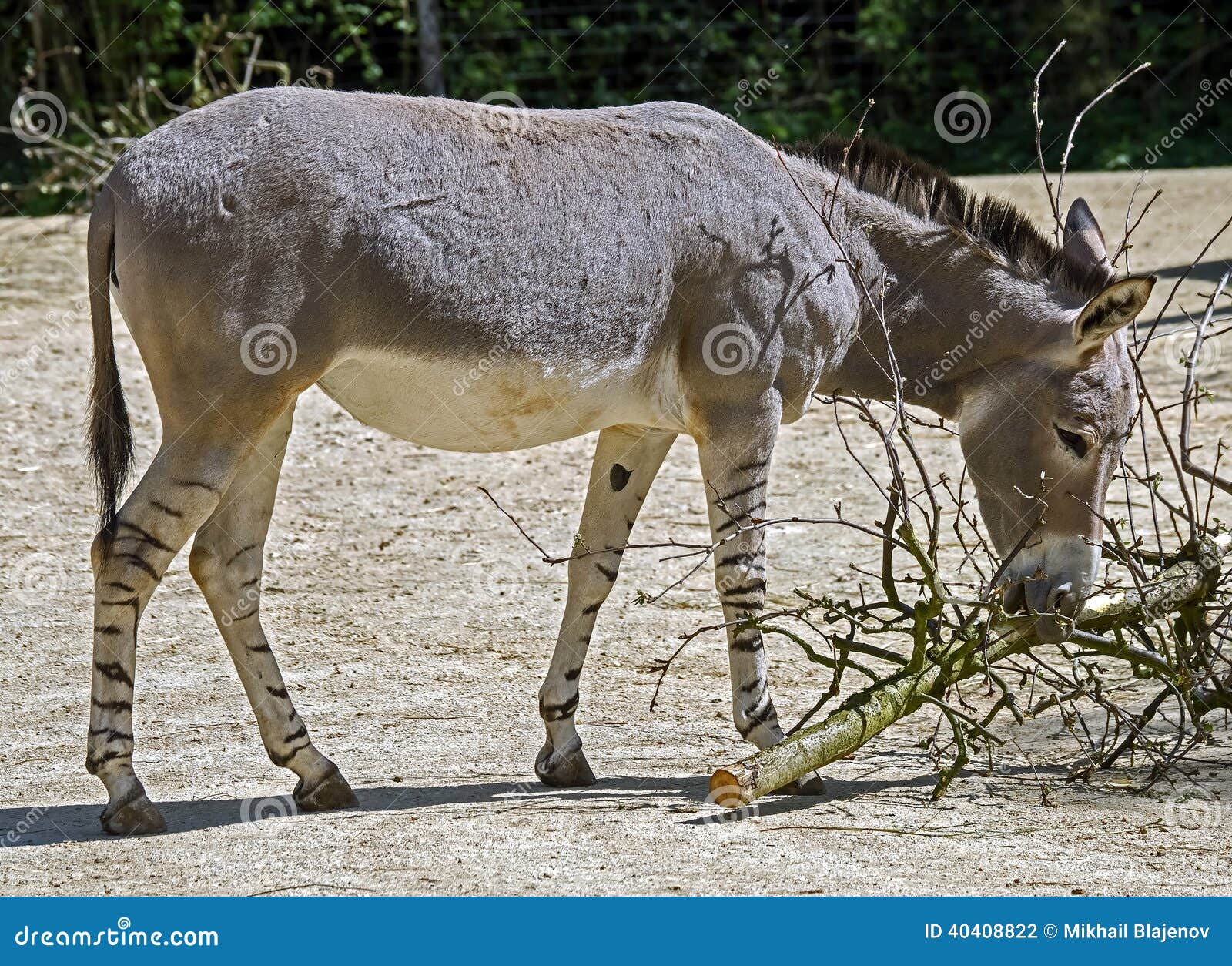 African wild donkey 5 stock photo. Image of grass, view 40408822