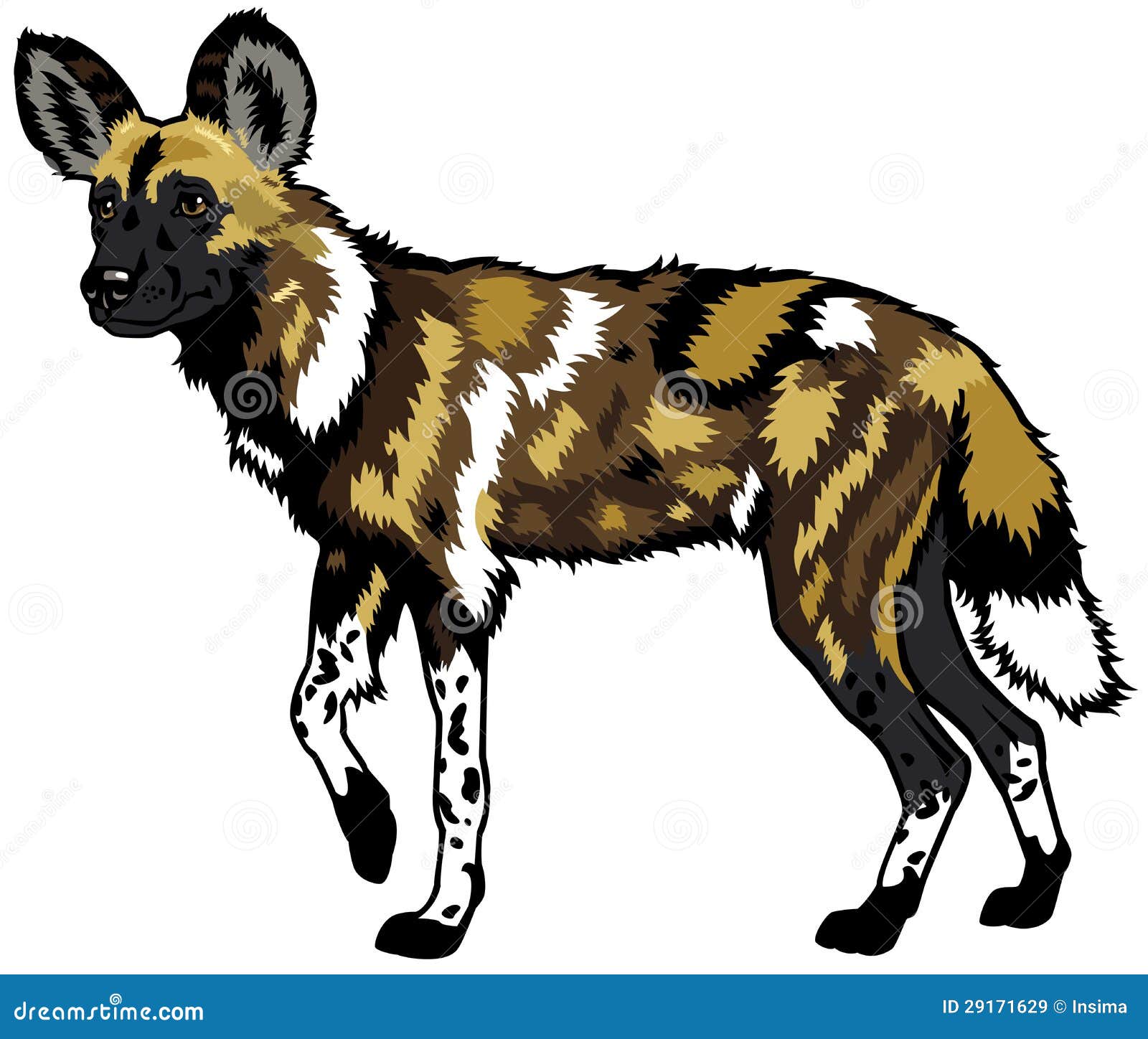 African Wild Dog Lycaon Pictus Stock Illustrations – 37 African Wild Dog Lycaon Pictus Stock Illustrations, Vectors & Clipart - Dreamstime African Wild Dog Lycaon Pictus Stock Illustrations – 37 African Wild Dog Lycaon Pictus Stock Illustrations, Vectors & Clipart - Dreamstime