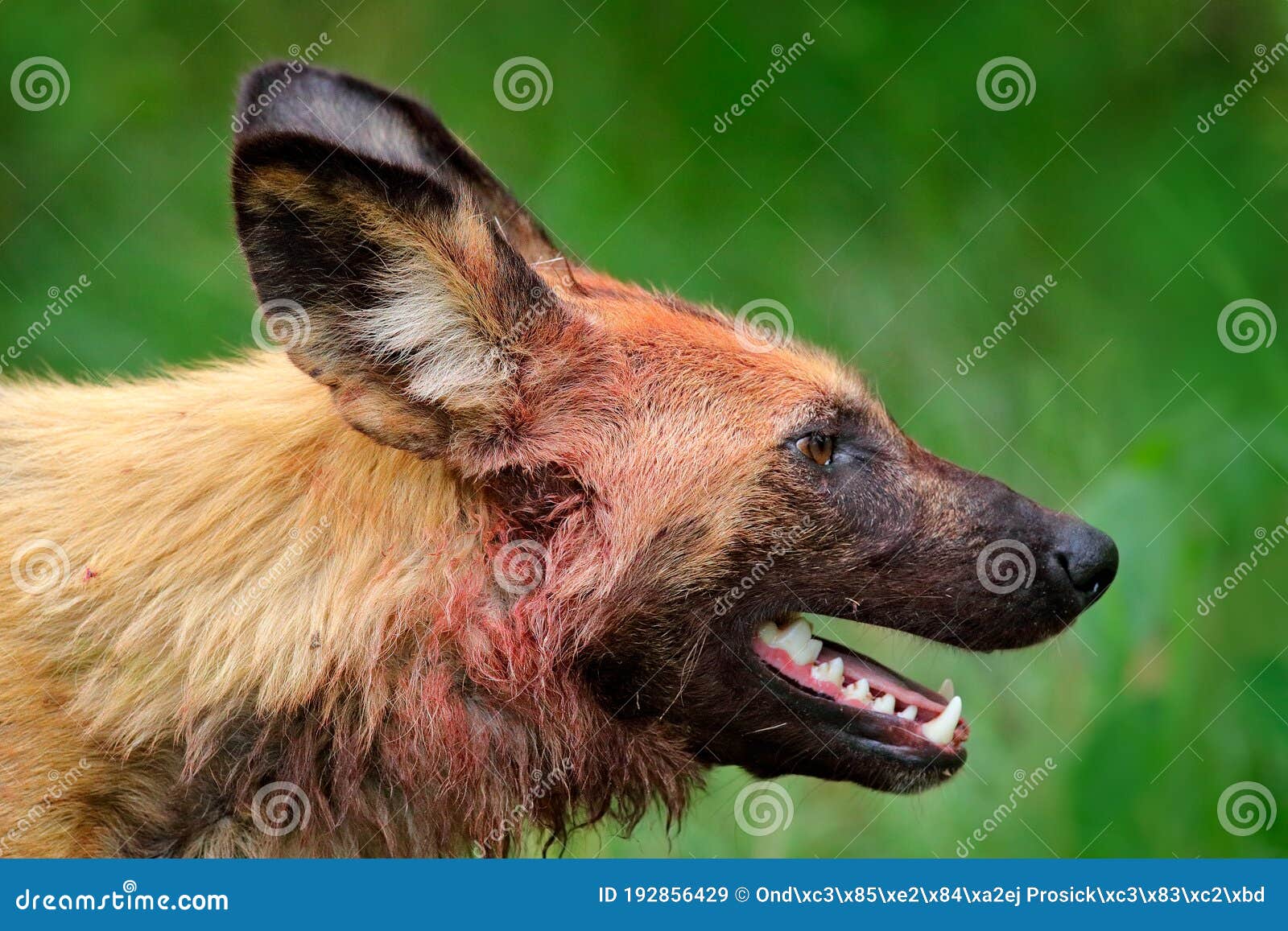 are wild dogs dangerous are wild dogs dangerous