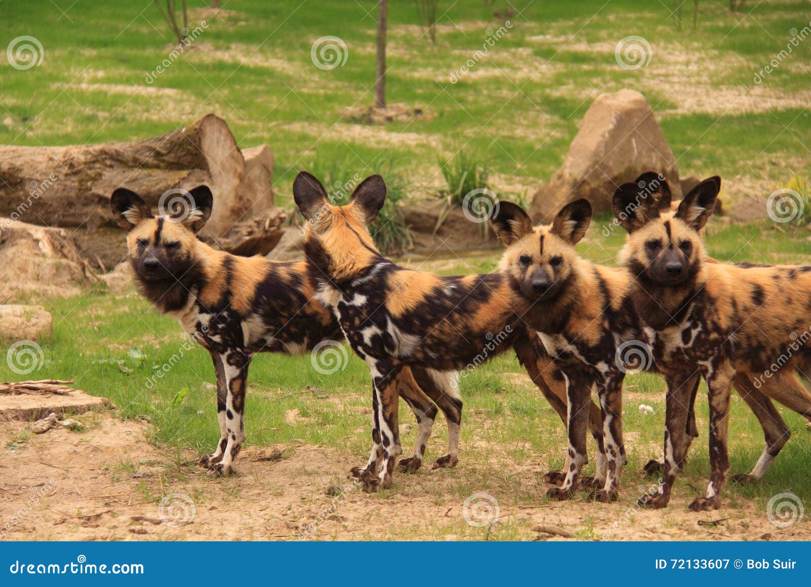 African painted wild dogs stock image. Image of dangerous 72133607