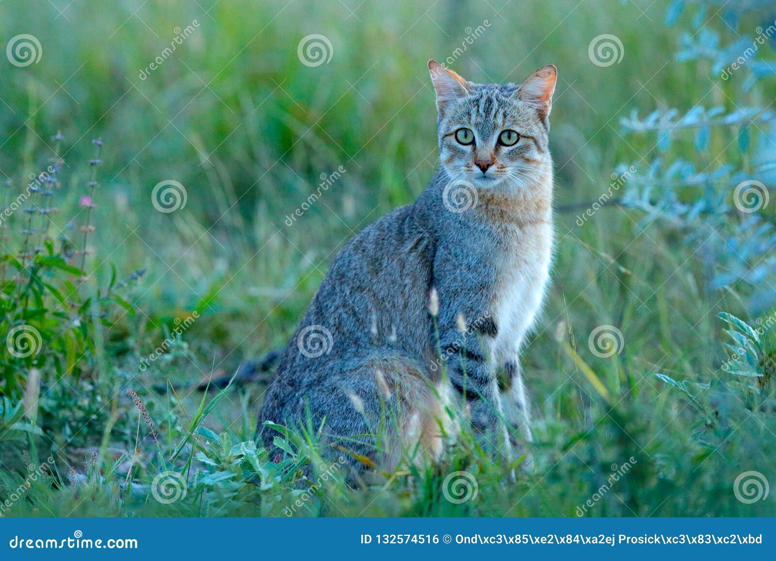 african wildcat, felis lybica, also called near eastern wild cat. wild animal in nature habitat, grass meadow, nxai pan national
