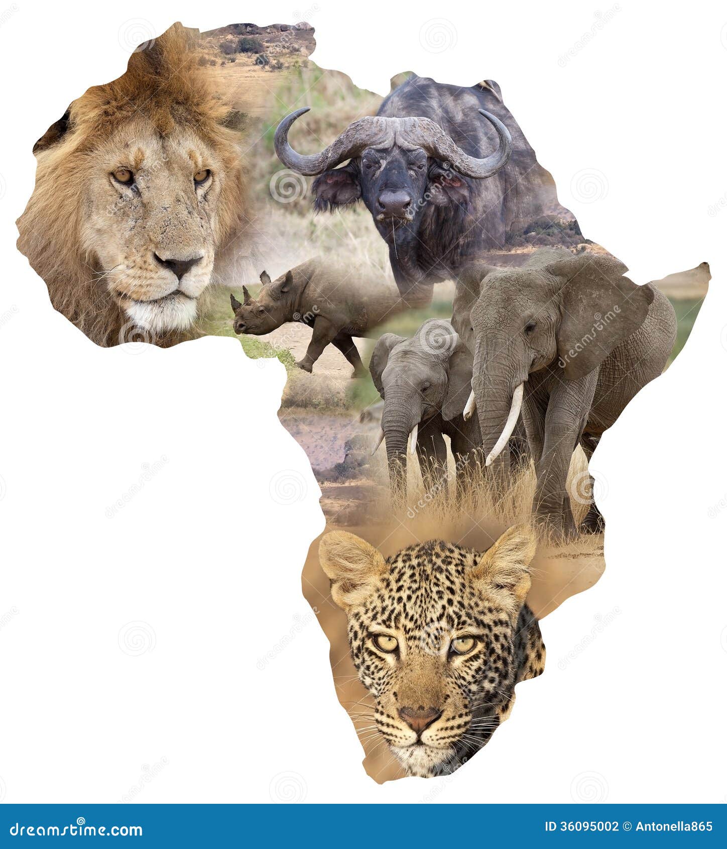 african wildlife background