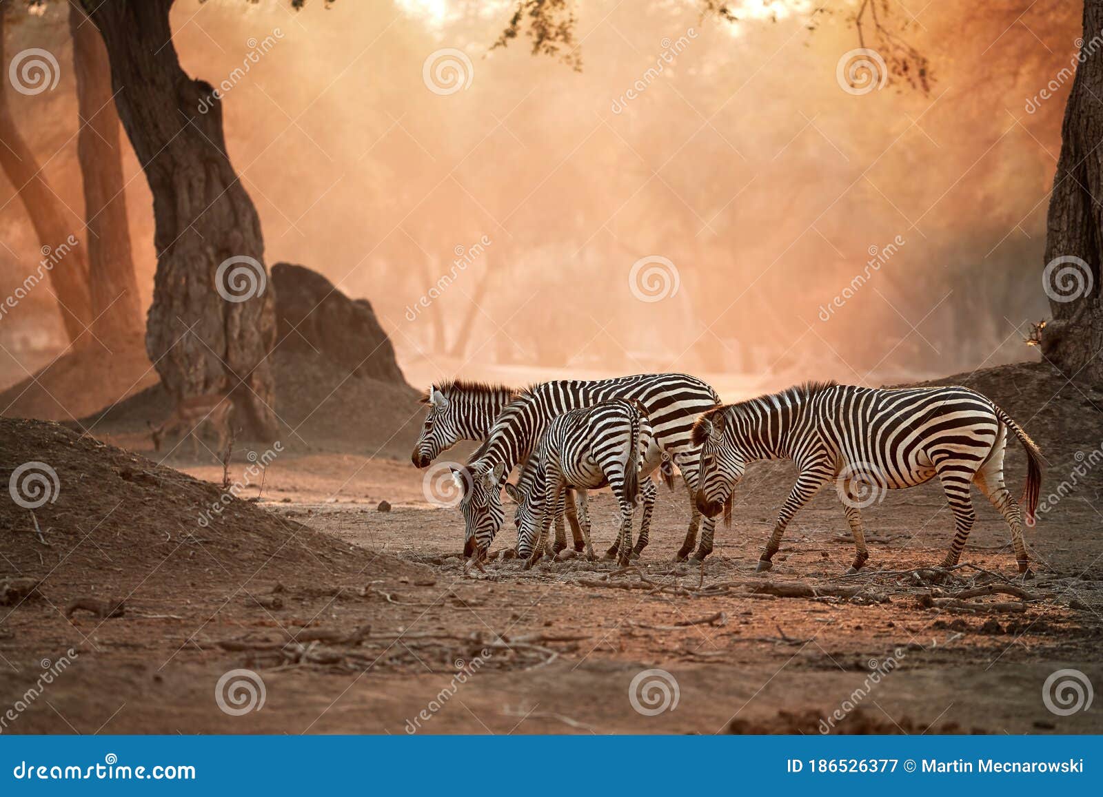 African Wildlife. Herd of Zebras Against Backlighted Ancient Zambezi Forest.  Wild Animals in Mana Pools National Park, Zimbabwe Stock Image - Image of  cloud, background: 186526377