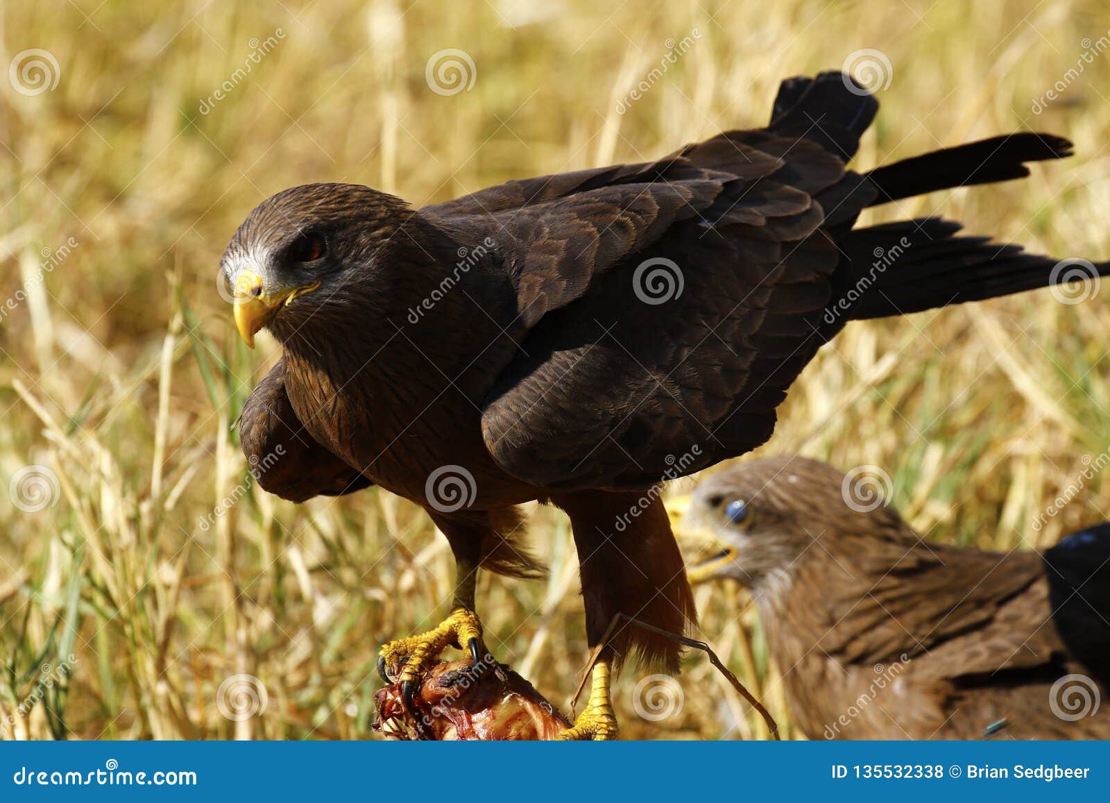 Scavenger Yellow Billed Kites On A Carcase Stock Photo Image Of