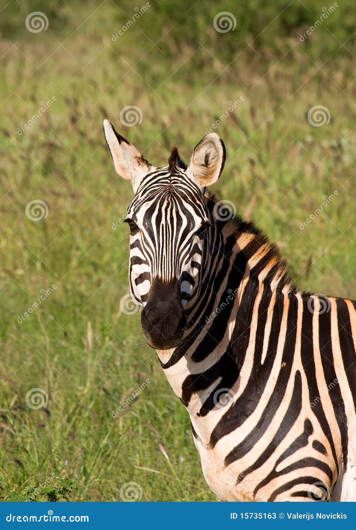 African Zebra stock image. Image of alertness, zebra - 15735163