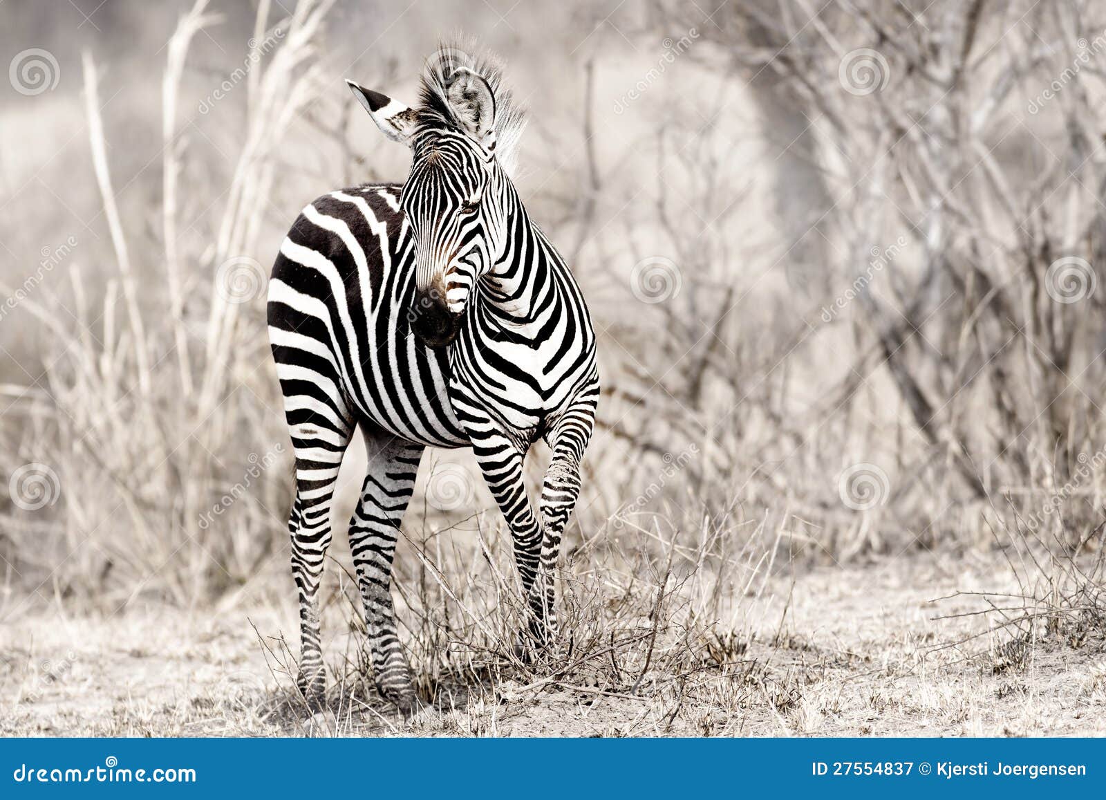 African Zebra stock image. Image of african, mikumi, preservation