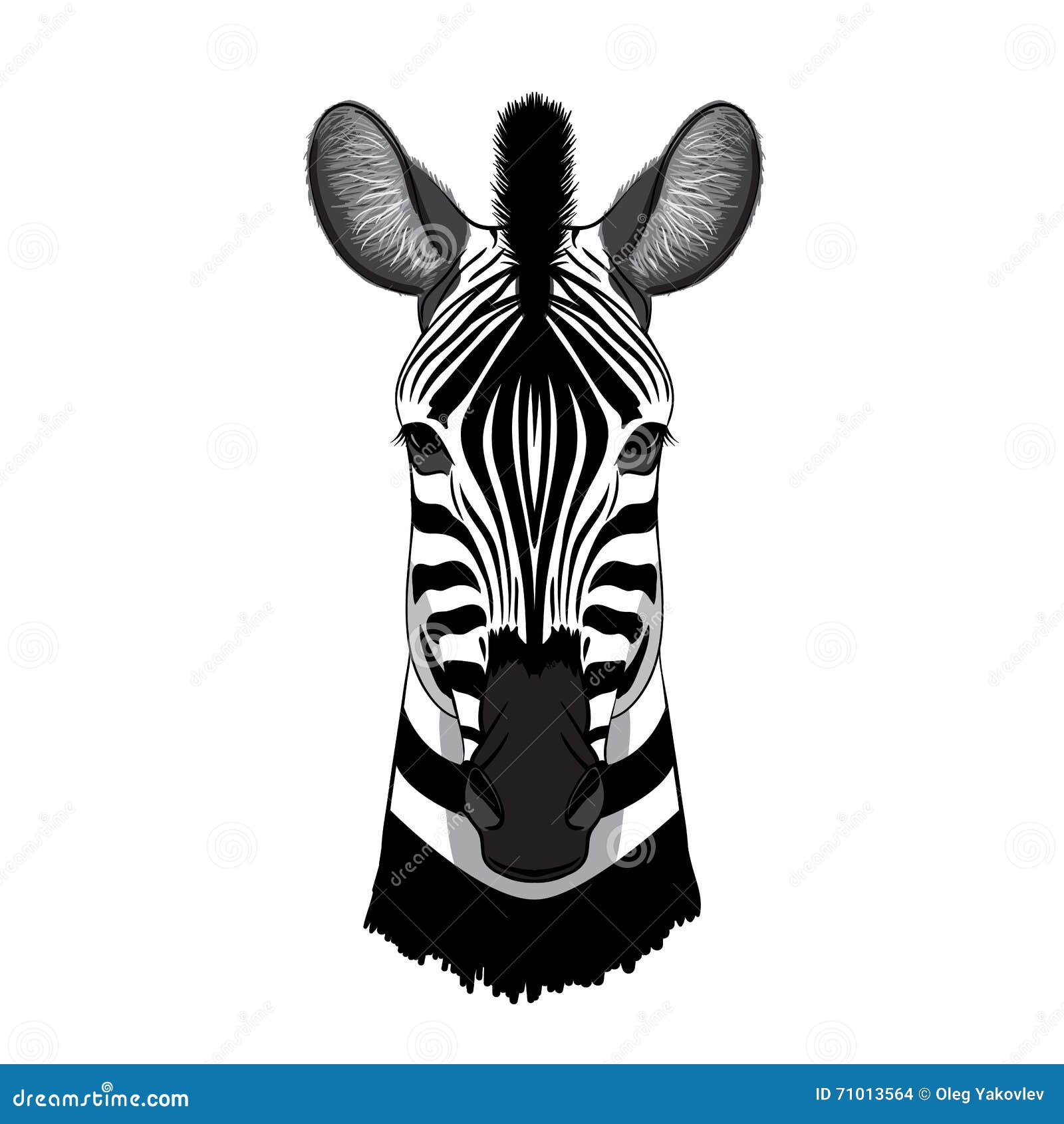 African zebra stock vector. Illustration of cartoon, modern 71013564
