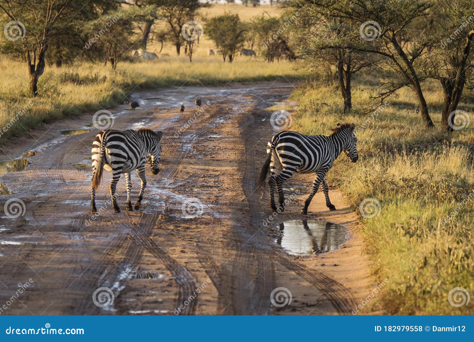 African Zebras At Beautiful Landscape During Sunrise
