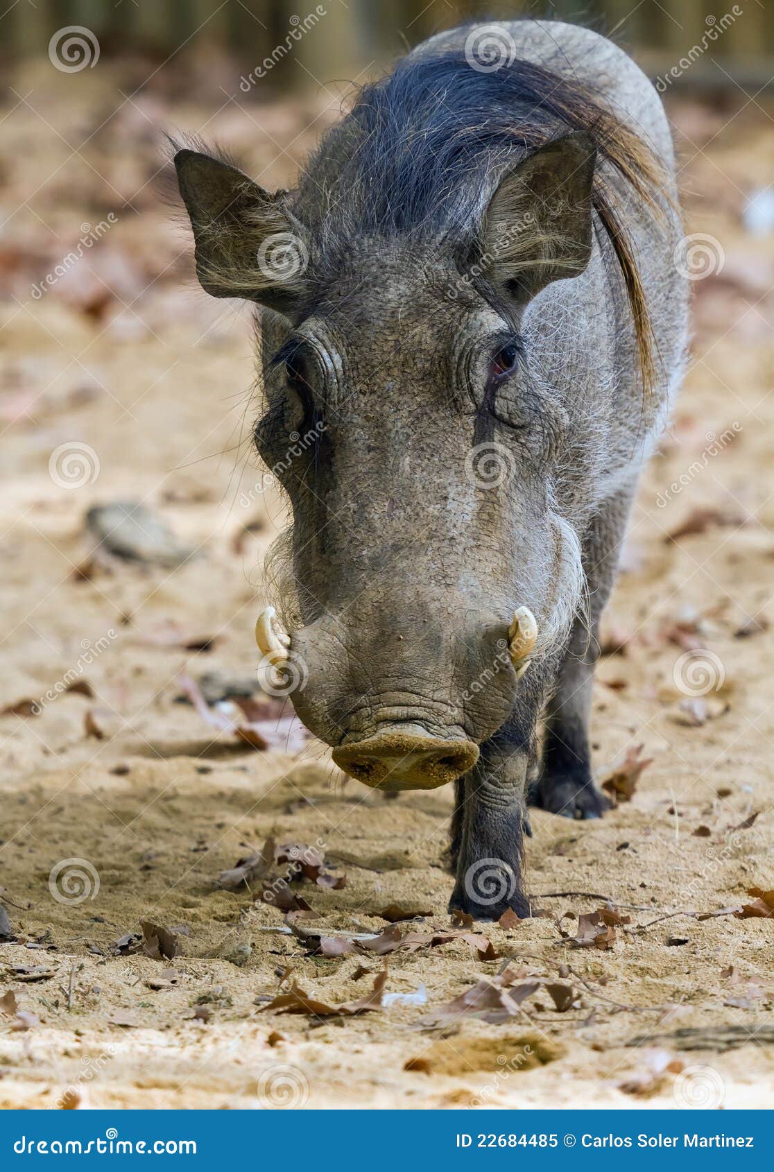 africanus公用非洲野猪属warthog