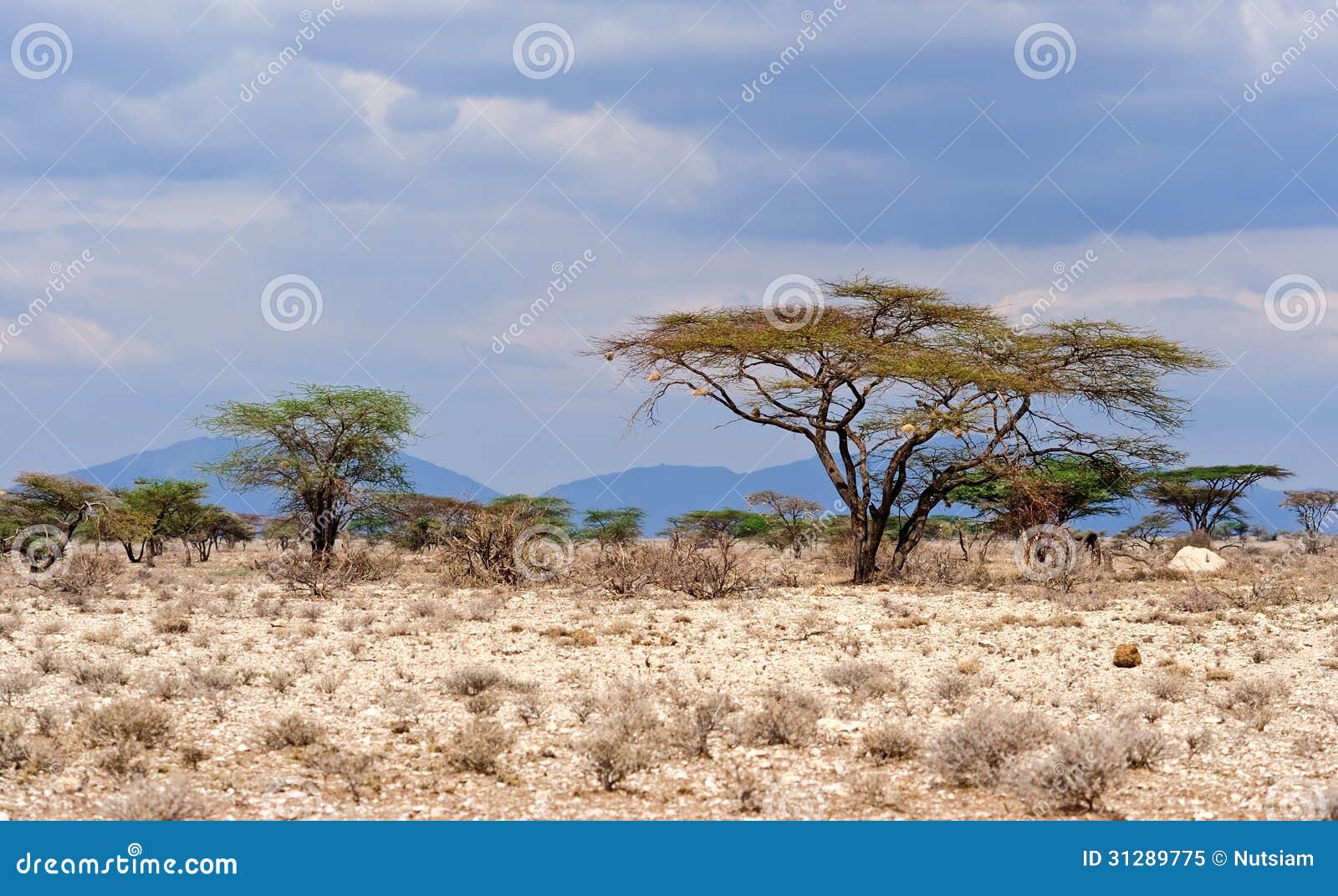 Afrika Landschaft Stockbild Bild Von Trocken Abenteuer