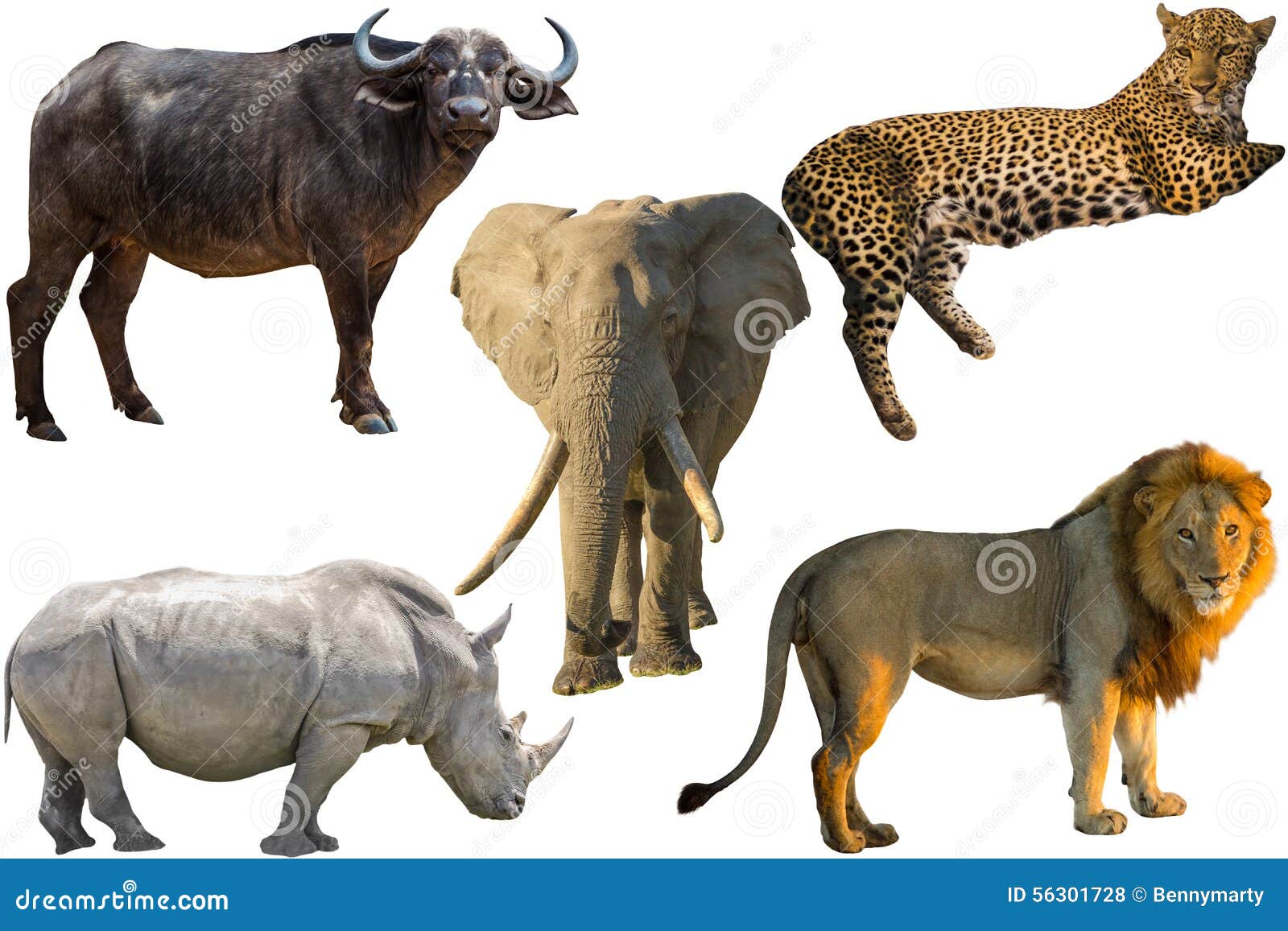 Afrikaanse Grote Vijf foto. Image of luipaard, zuiden - 56301728