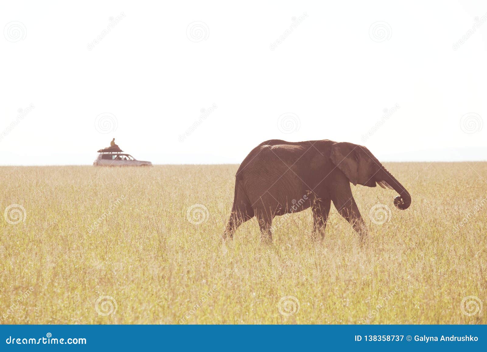 Afrikaanse olifants (Loxodonta-africana) koe met jong kalf in wildernisstruik, Kenia