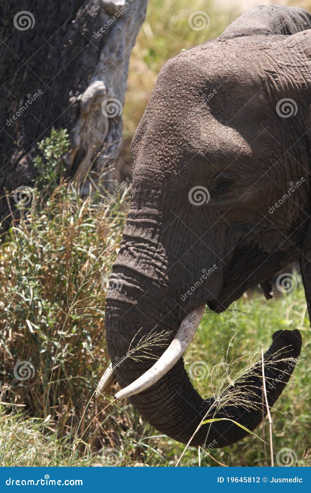 Afrikaanse Olifant met slagtanden. Afrikaanse Olifant die met slagtanden gras eet