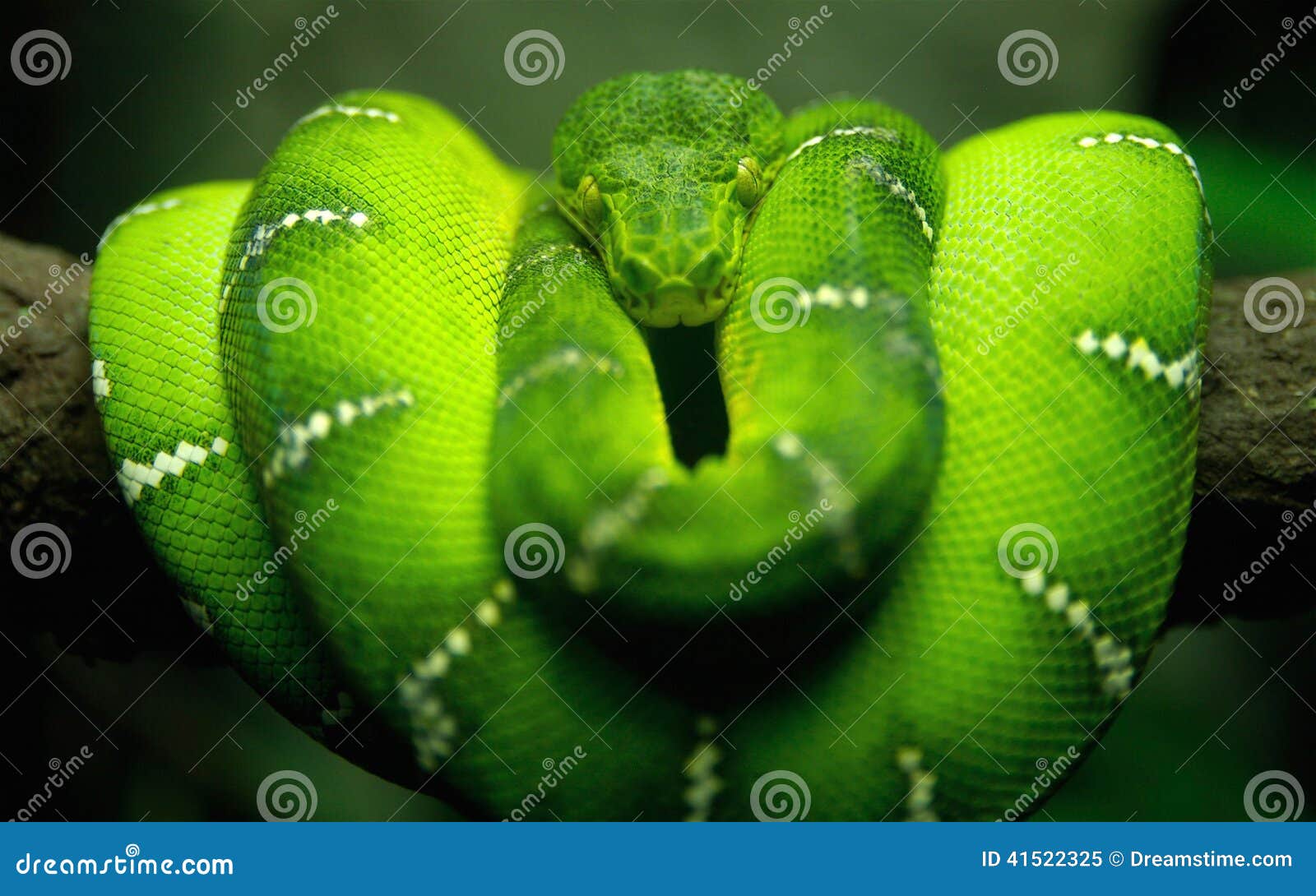 Afrikanische Schlange Fotos Kostenlose Und Royalty Free Stock Fotos Von Dreamstime