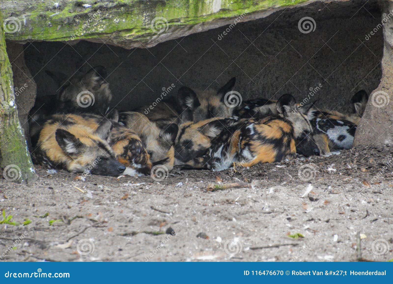 Afrikanische JagdHunde Am Tor ArtisZoo Amsterdam Die Niederlande