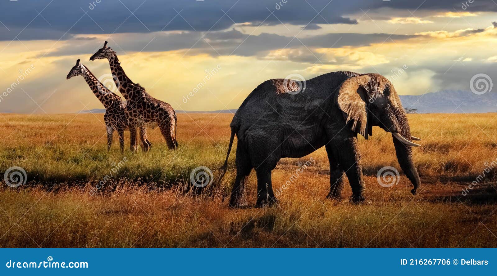 Afrikanische riesige Elefanten und Giraffen im Serengeti Nationalpark. Tansania. Afrikanische Safari. Bannerformat