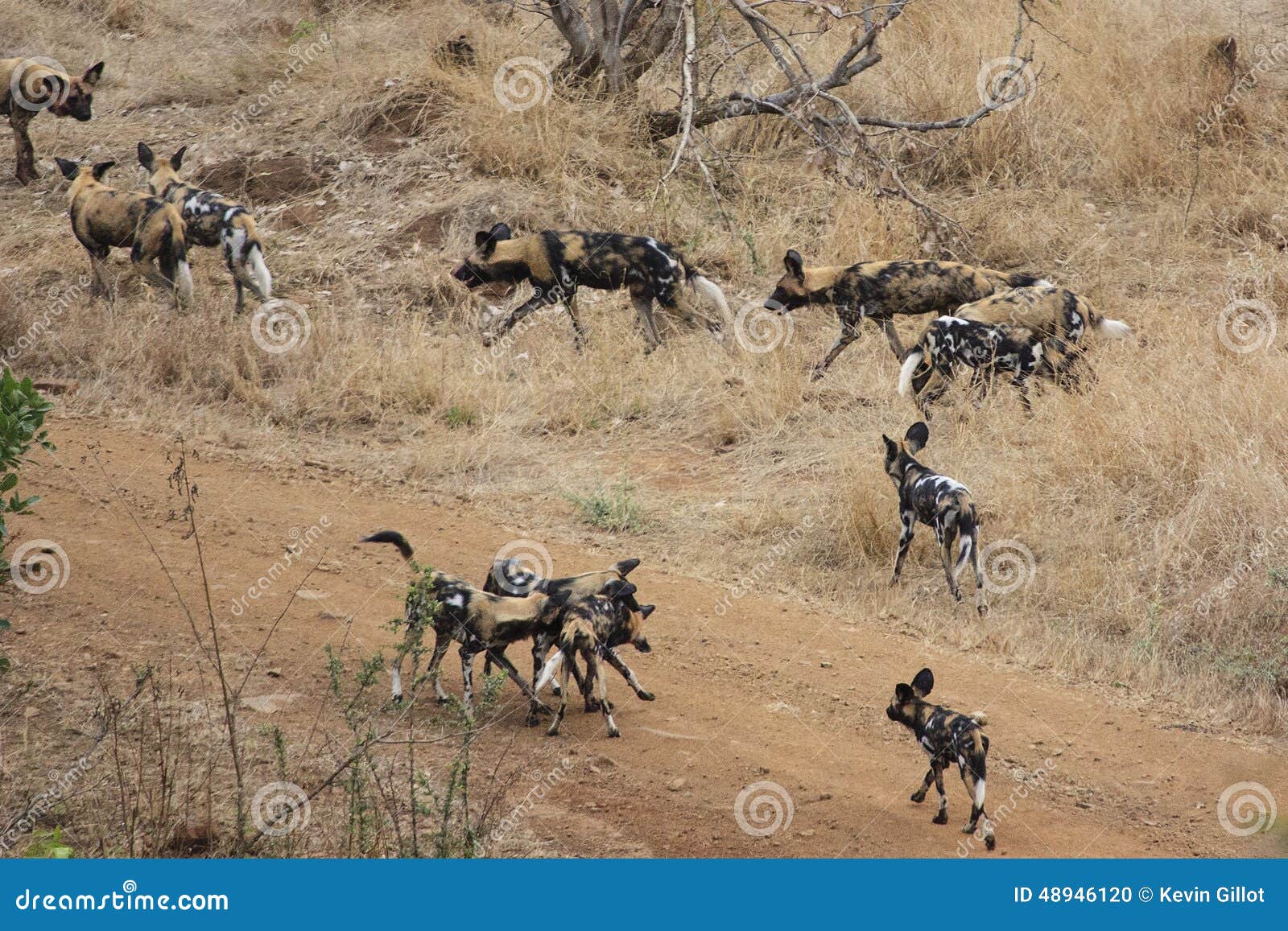 Afrikanische wilde Hunde stockfoto. Bild von jagd, schwarzes 48946120