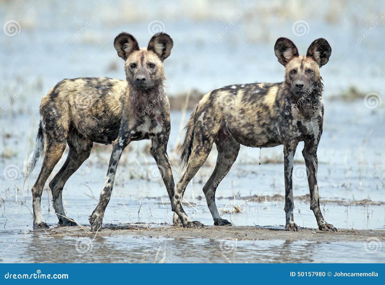 Afrikanische wilde Hunde stockfoto. Bild von wild, nave 50157980