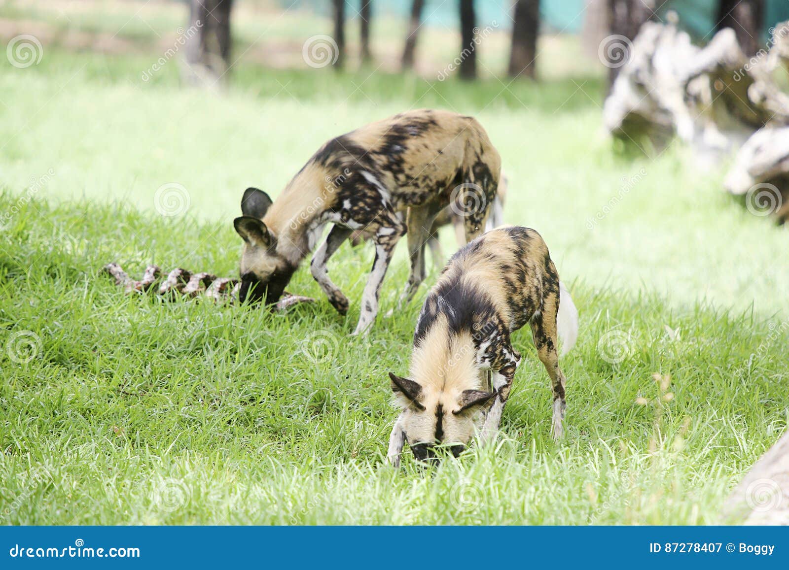 Afrikanische wilde Hunde redaktionelles stockfotografie. Bild von