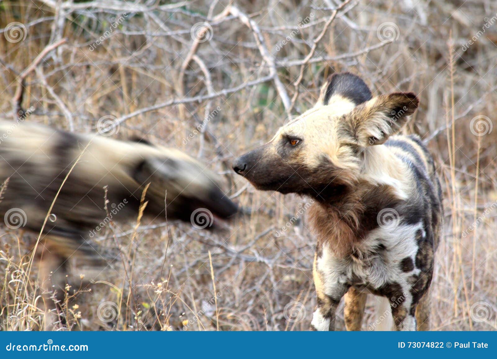 Afrikanische Wilde Hunde Im Afrikanischen Busch Stockfoto Bild von