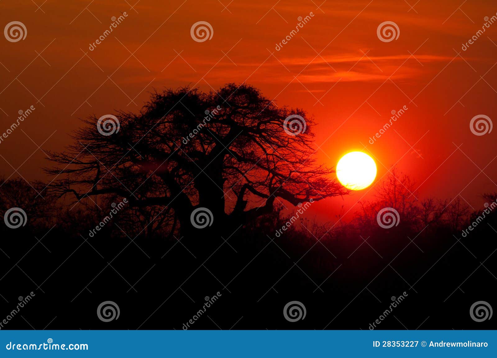 afrikanischer baobabbaumsonnenuntergang stockbild  bild