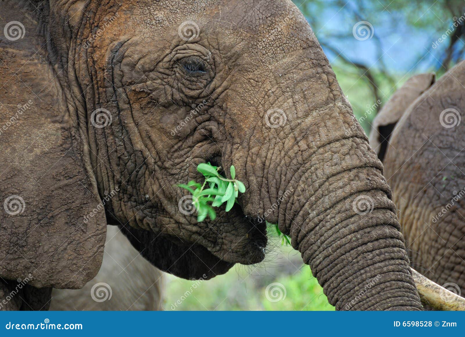 Afrikanischer Elefant. Schließen Sie herauf den afrikanischen Elefanten, der Zweige isst