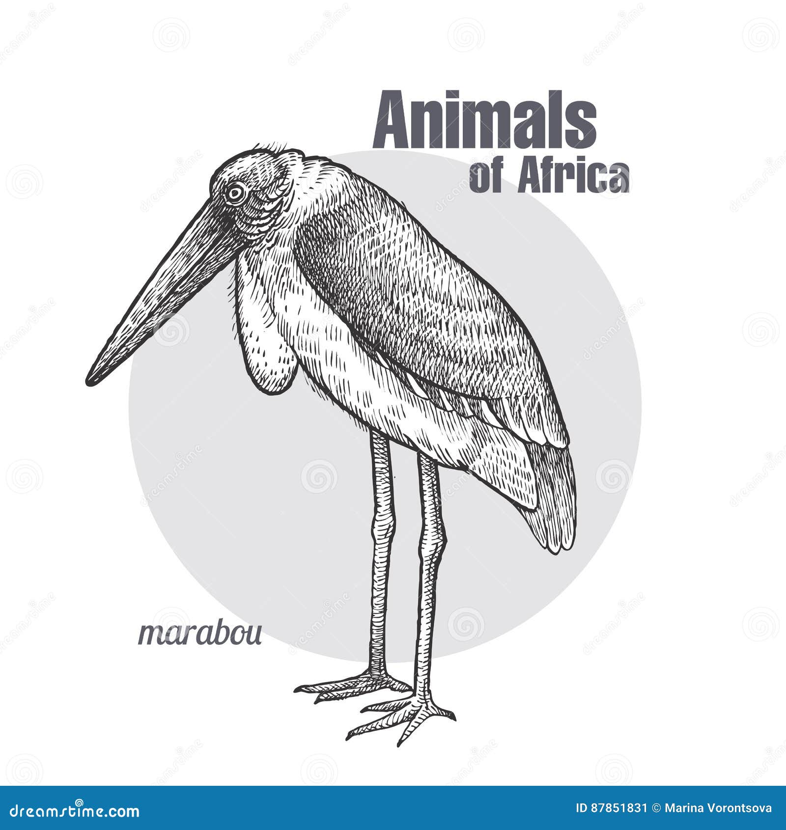 Afrikanischer Vogel Marabu vektor abbildung. Illustration von fauna