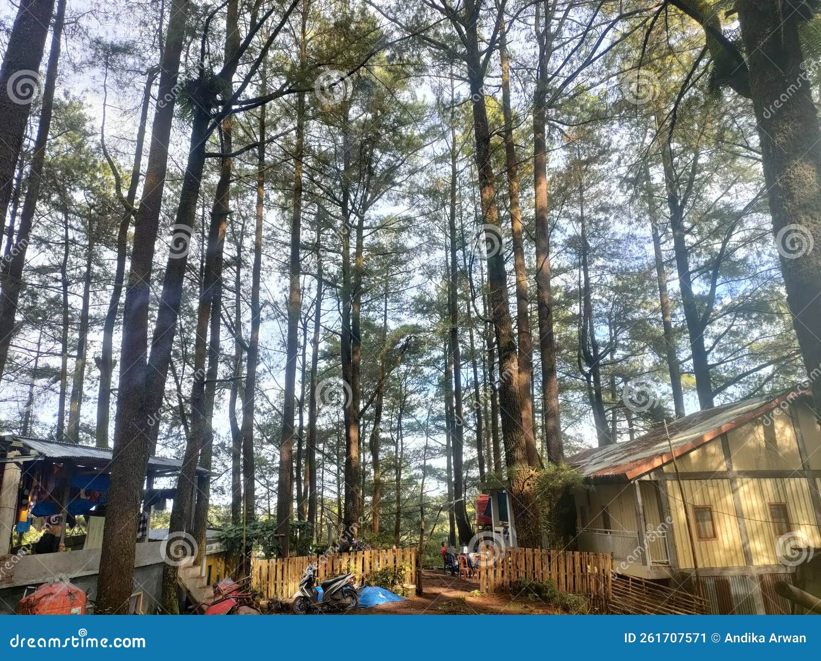 Afternoon Atmosphere in the Pine Forest Village Stock Image Image of