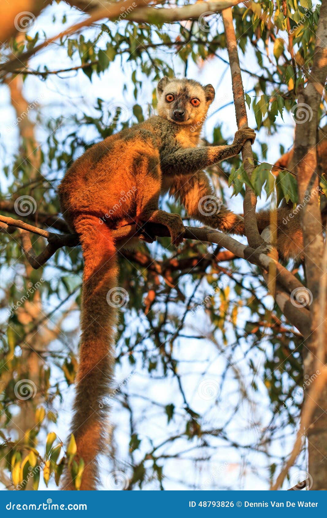 afternoon lemur kirindy