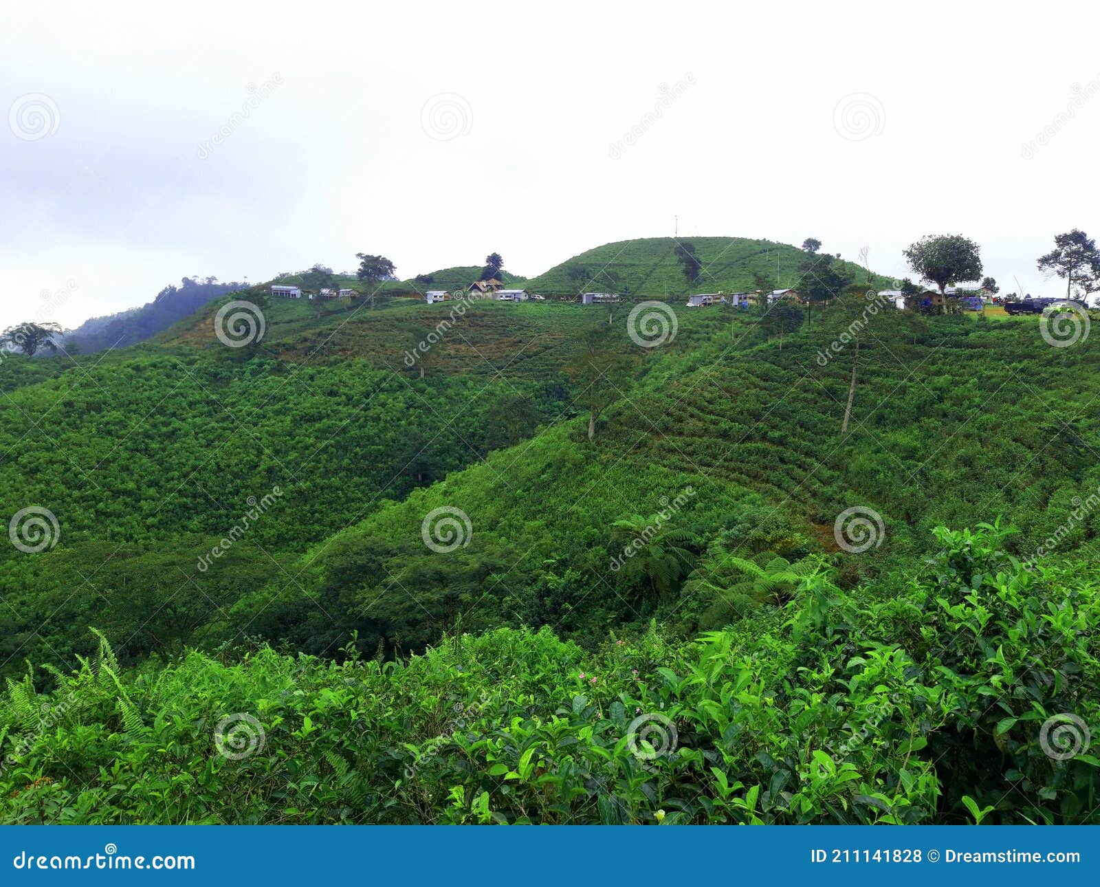 Afternoon Tea Garden View in Kemuning Central Java Stock Photo Image