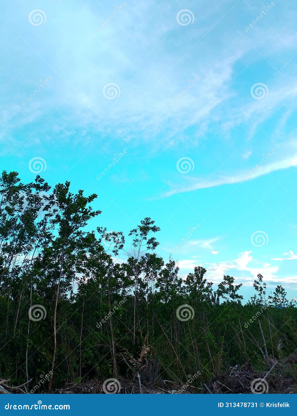 afternoon view of the land in the rubia area, sanggau district, west kalimantan