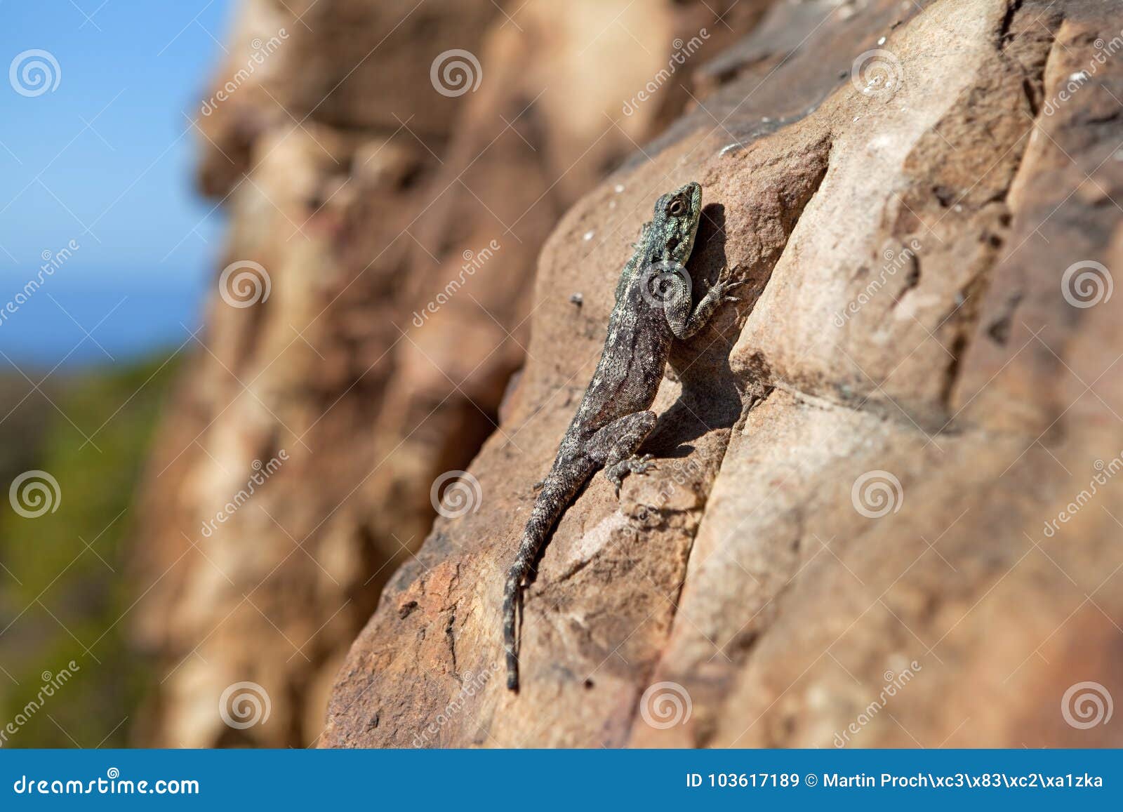 Agama, South Africa stock image. Image of natural, animal - 103617189