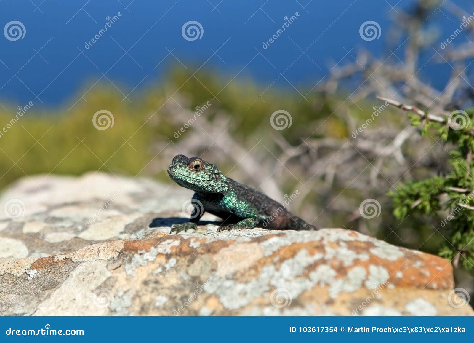 Agama, South Africa stock photo. Image of good, lizard - 103617354