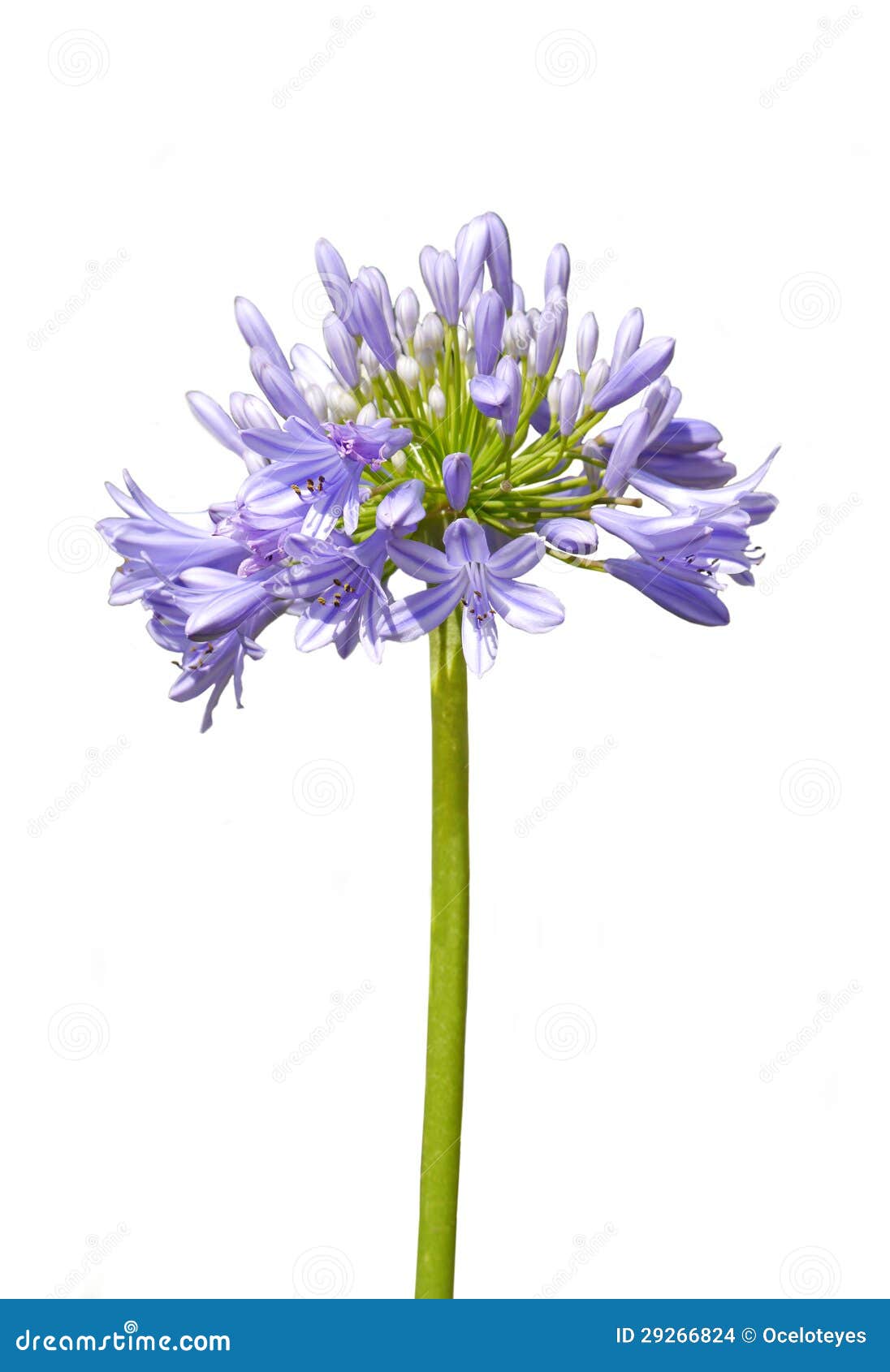 Agapanthus Flower