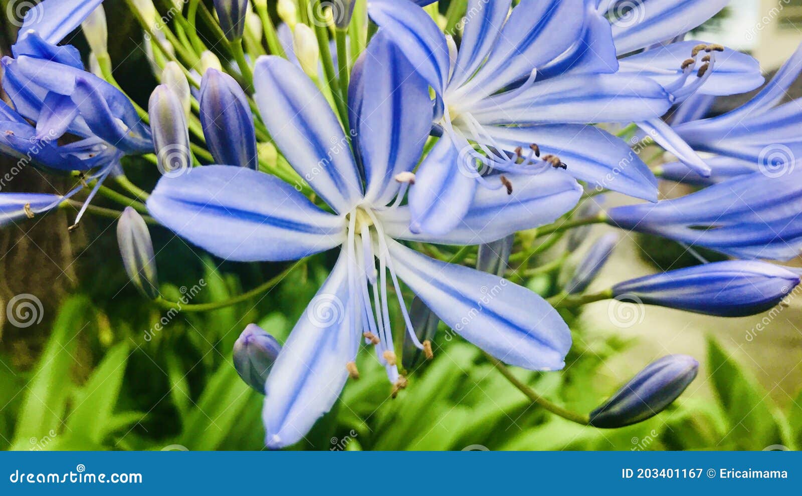 Agapanthus. Lirio Africano Del Nilo. Vista De Cierre. Imagen de archivo -  Imagen de florista, naphtali: 203401167