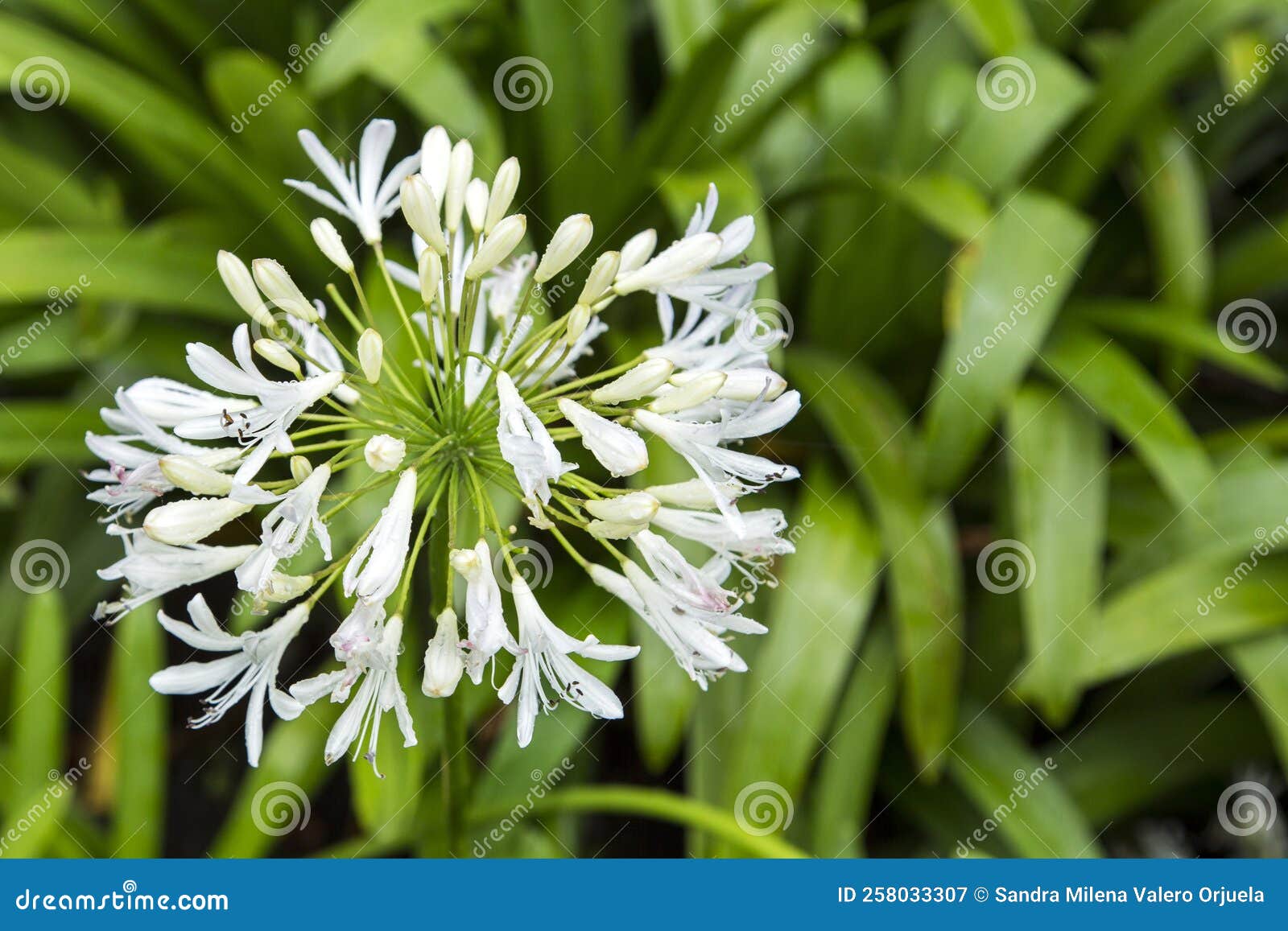 Agapanthus White Flower in Flower and Leaves. Stock Image Image of