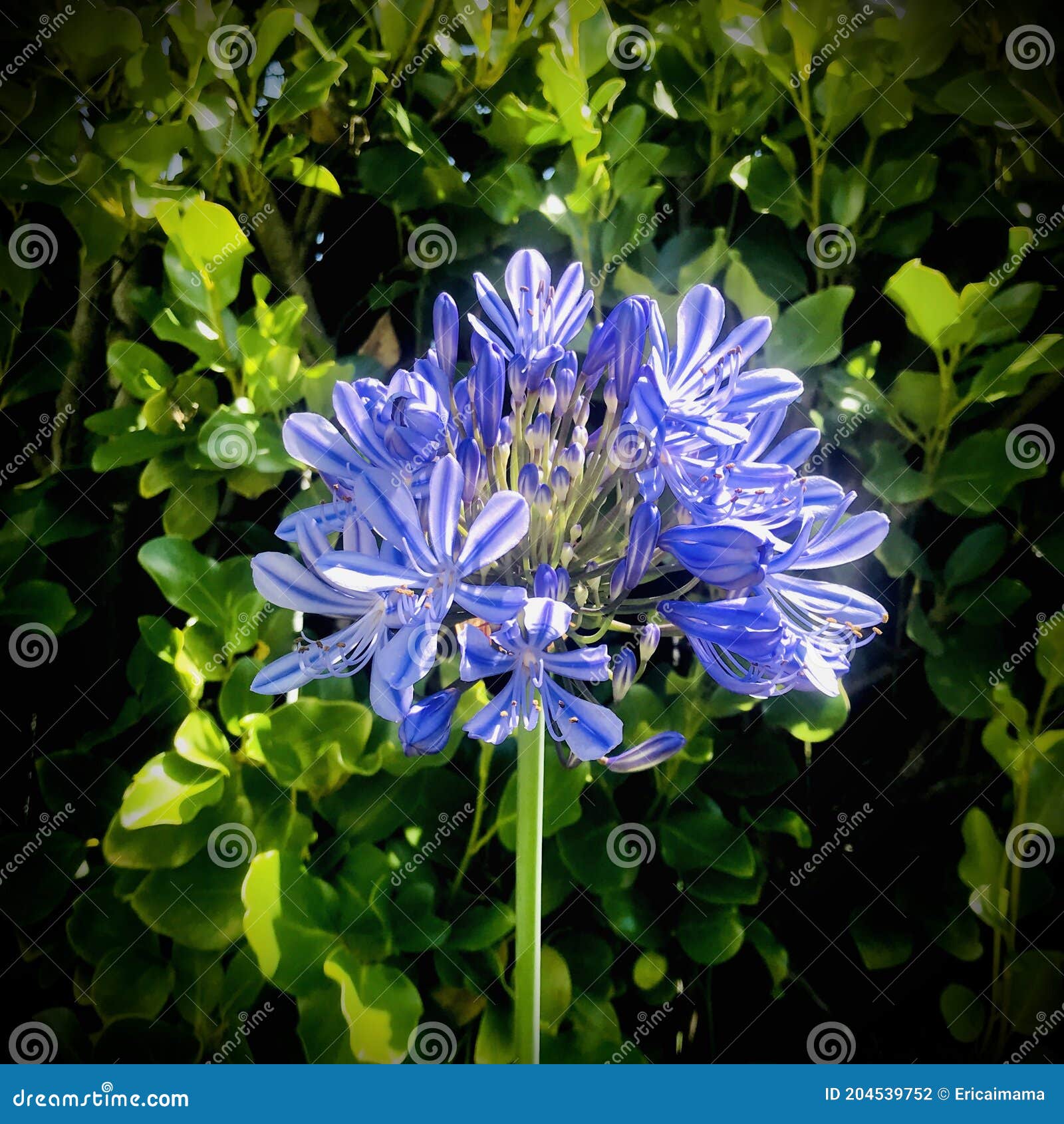 Agapanto. Azul Paraguas Azul Lirio Del Nilo. Imagen De Foto Cuadrada. Foto  de archivo - Imagen de perenniales, jardines: 204539752