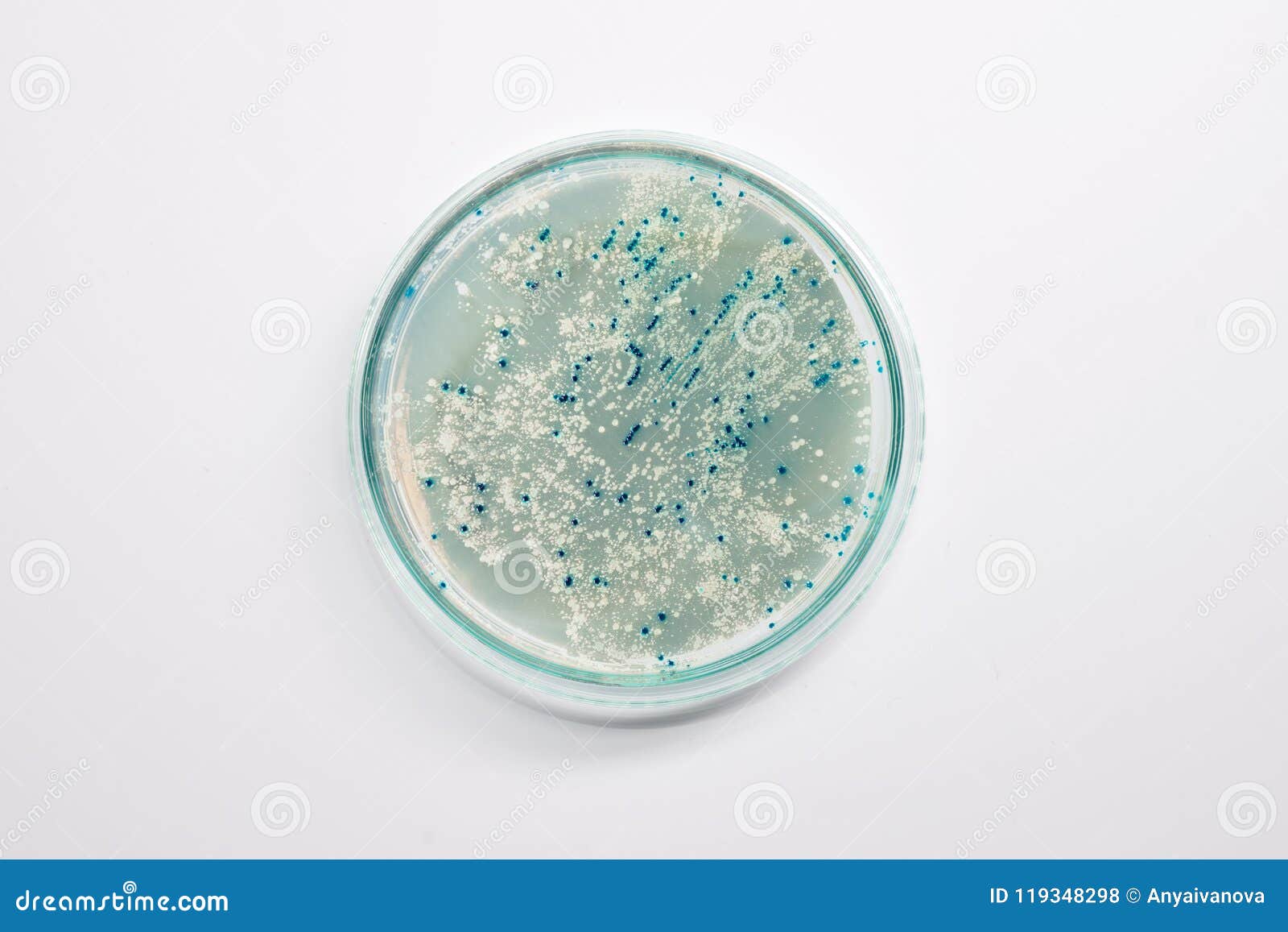 Agar Plate with Bacterial Colonies for Plasmid Vector Cloning, C Stock