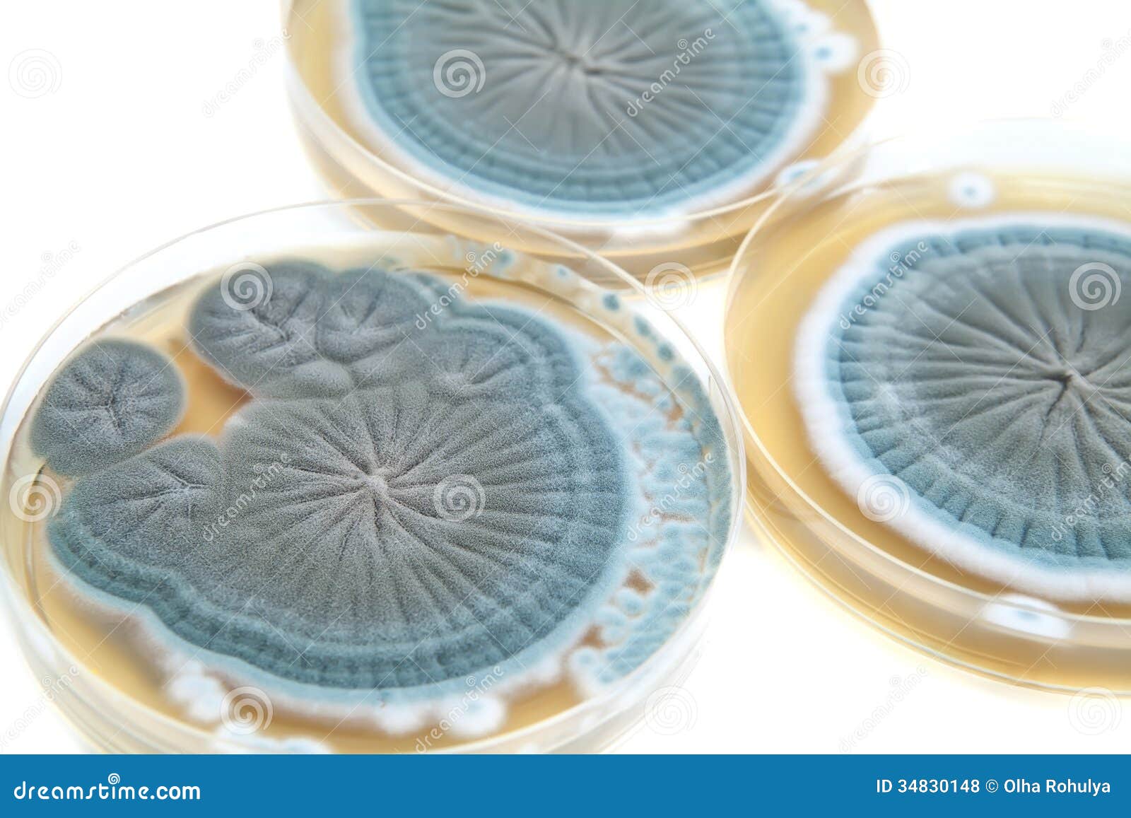 agar plates with penicillium fungi on white